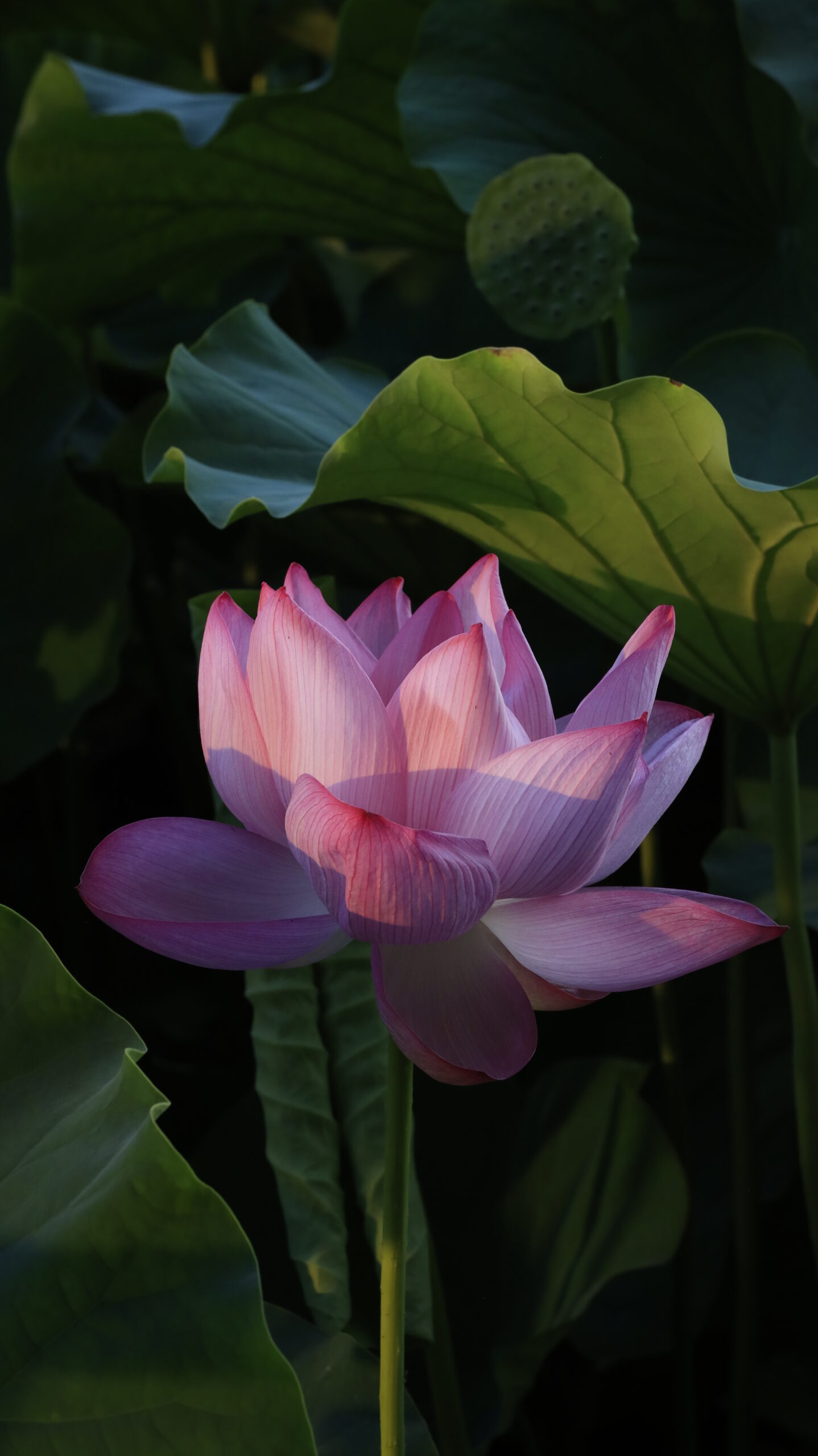 不忍池で、太陽光に透けて輝く蓮の花を下から見上げて撮影した構図