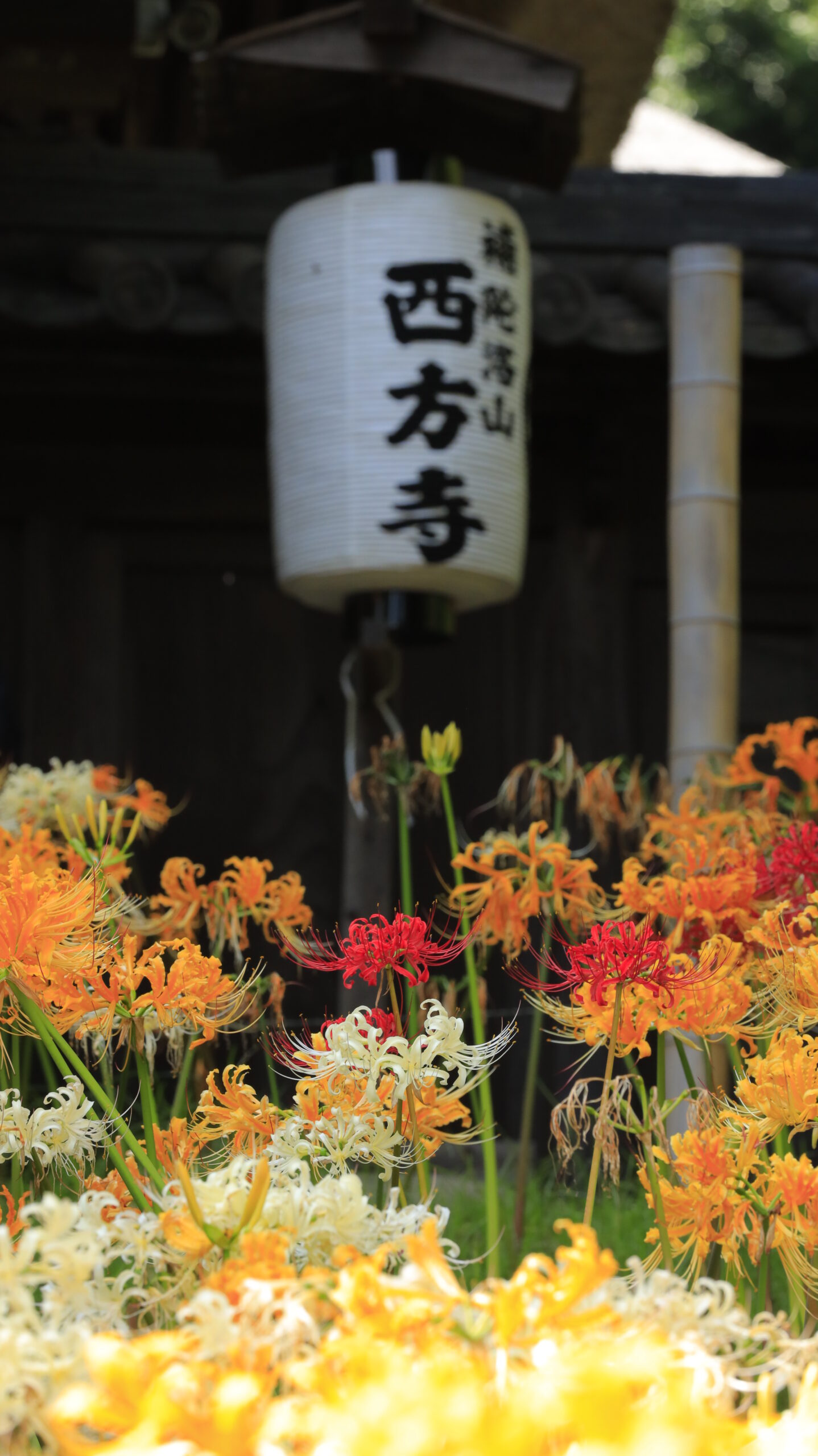 西方寺(横浜)で提灯にピントを合わせ周囲の彼岸花を写した日本的な風景写真