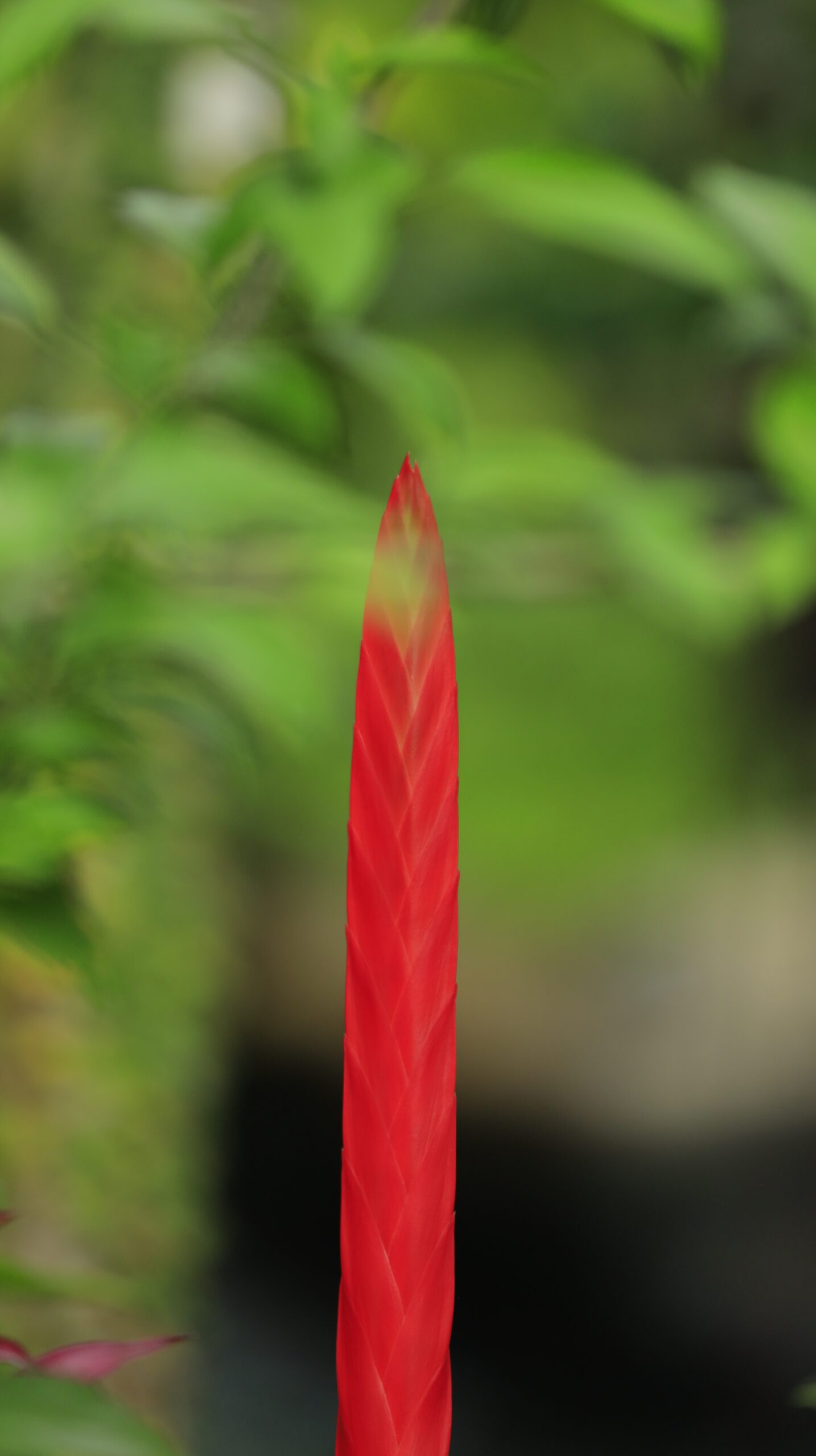 ボタニカ ミュージアムの温室で赤いソードのように見えるトラファナナスの花を捉えた写真