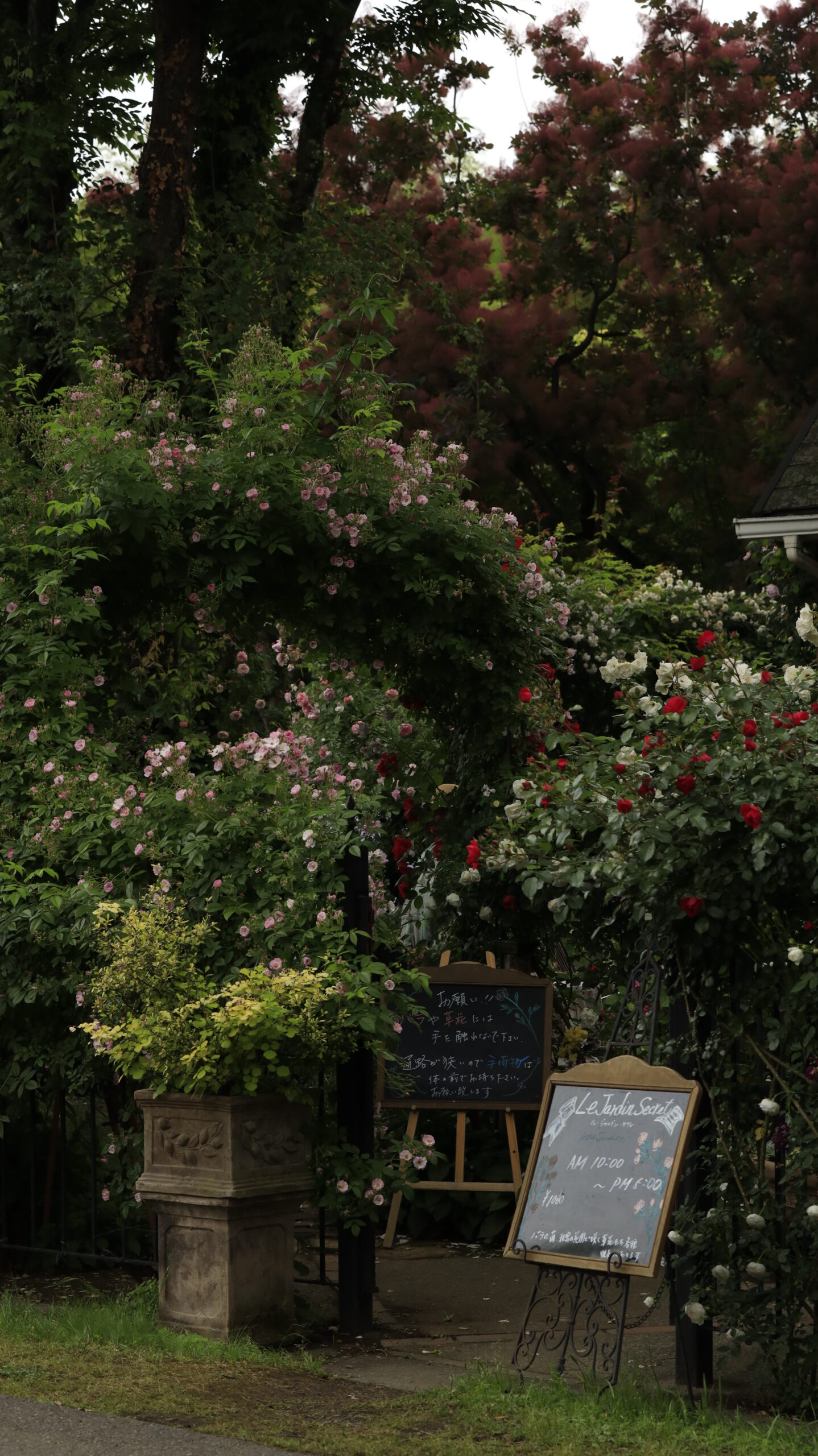 ルジャルダンサクレにて、「入り口を彩る薔薇たち」と感じた写真です。