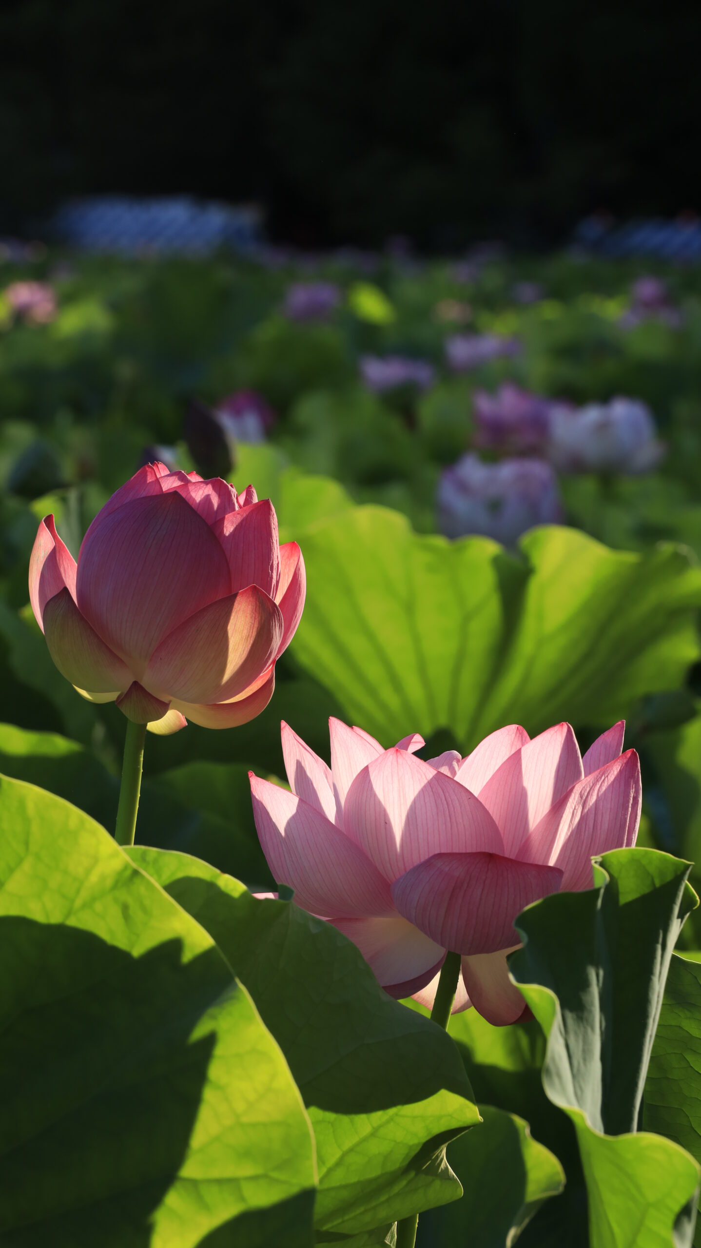 不忍池で、咲いた蓮の花とつぼみを並べてとらえた命のリズムを感じる構図