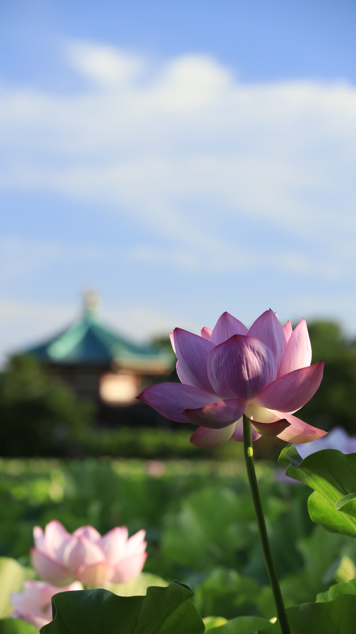 不忍池で、手前に立つ蓮の花と奥の弁天堂を縦構図で収めた写真
