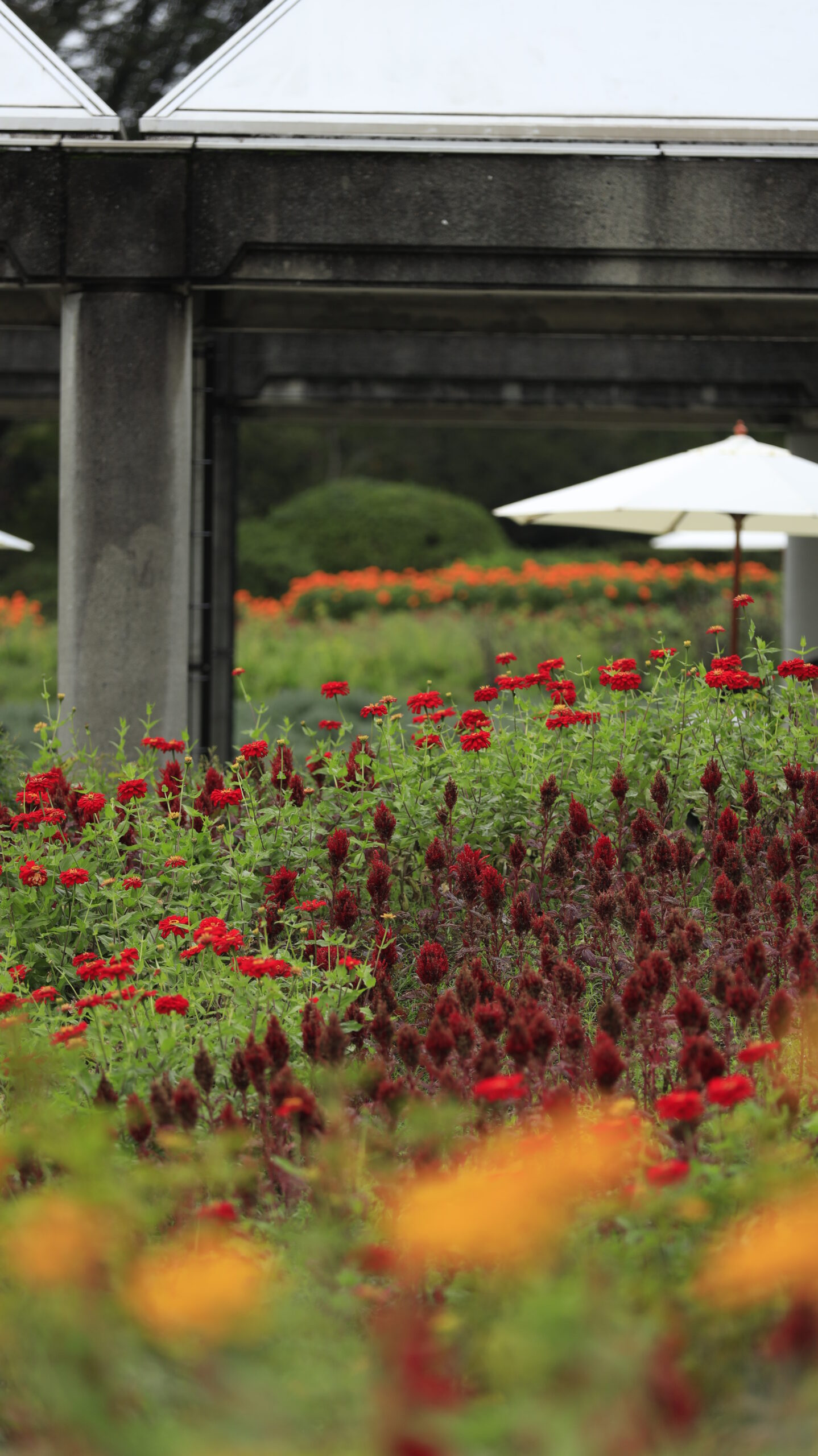 ぐんまフラワーパークでマリーゴールドやケイトウなど季節の花々をバランスよく撮影した彩り豊かな風景。