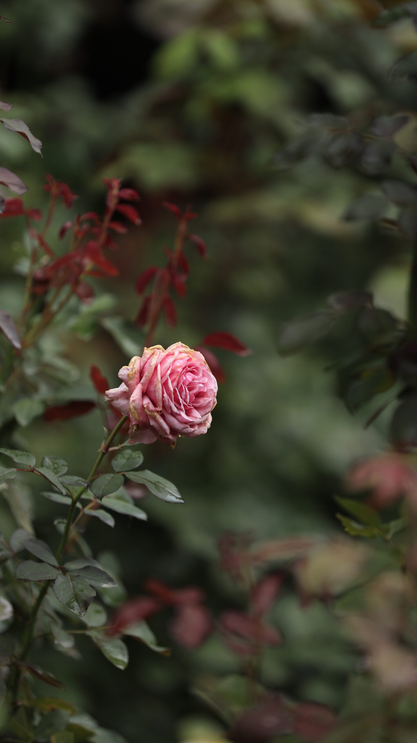 ぐんまフラワーパークのバラ園で横から明るめに撮影した形の美しい薔薇の写真。