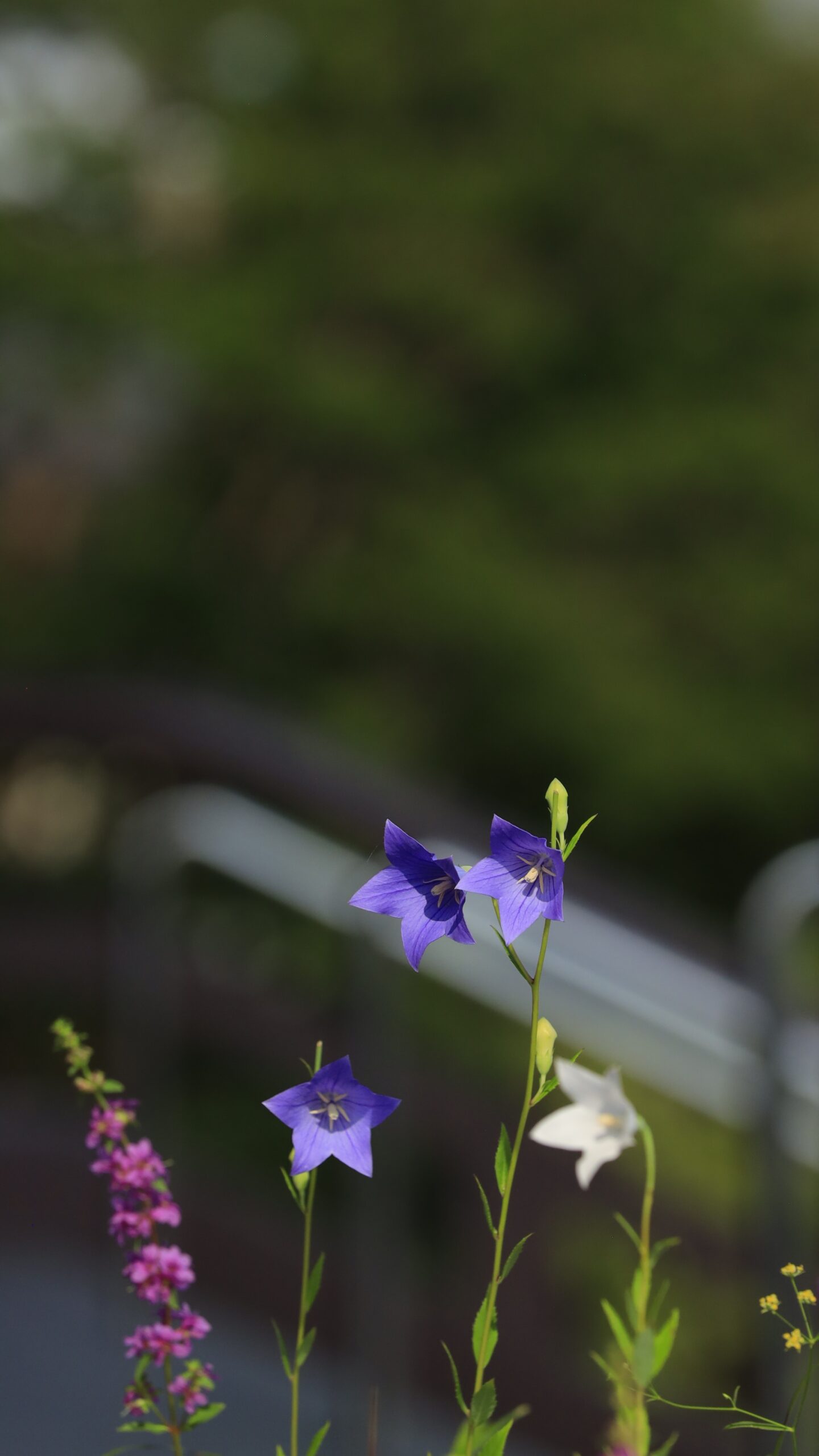 西新井大師で鉢植えのキキョウの花を柔らかな光で優しく撮影した可憐な花の写真