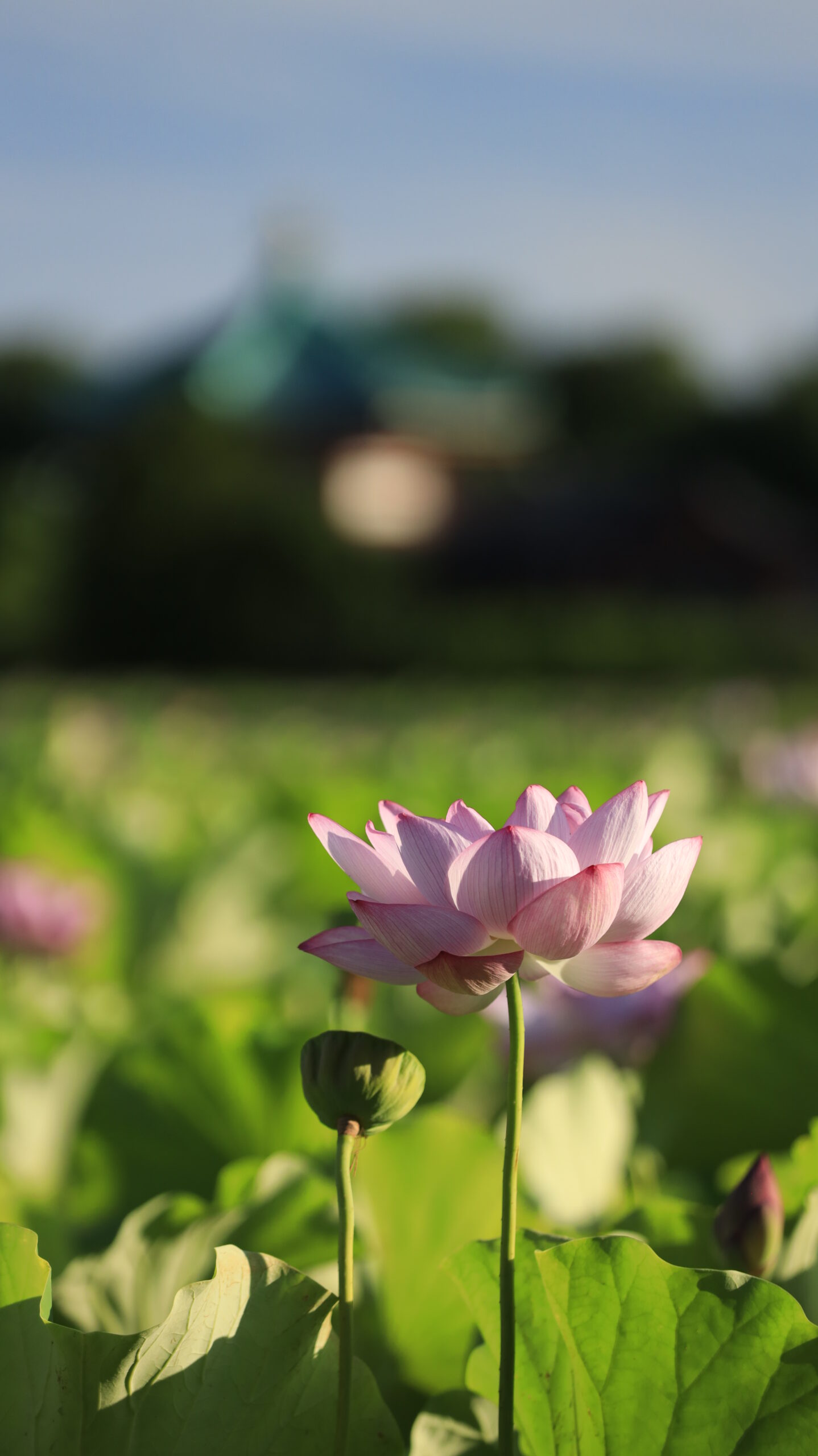 不忍池で、真っすぐ咲く蓮の花と弁天堂を重ねて撮影した落ち着いた構図
