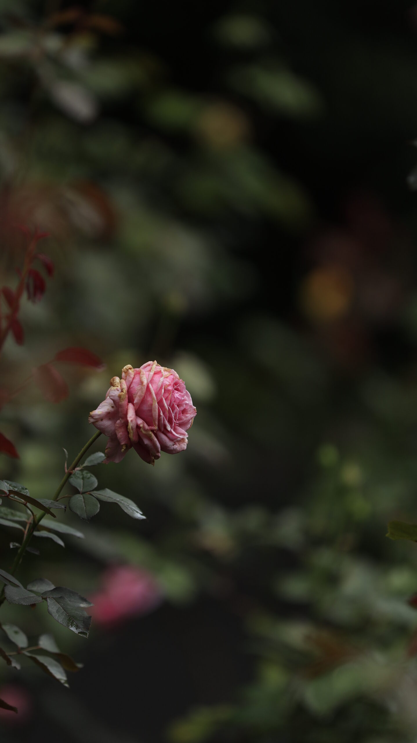 ぐんまフラワーパークのバラ園で横から暗めに撮影した深みのある色彩の薔薇の写真。