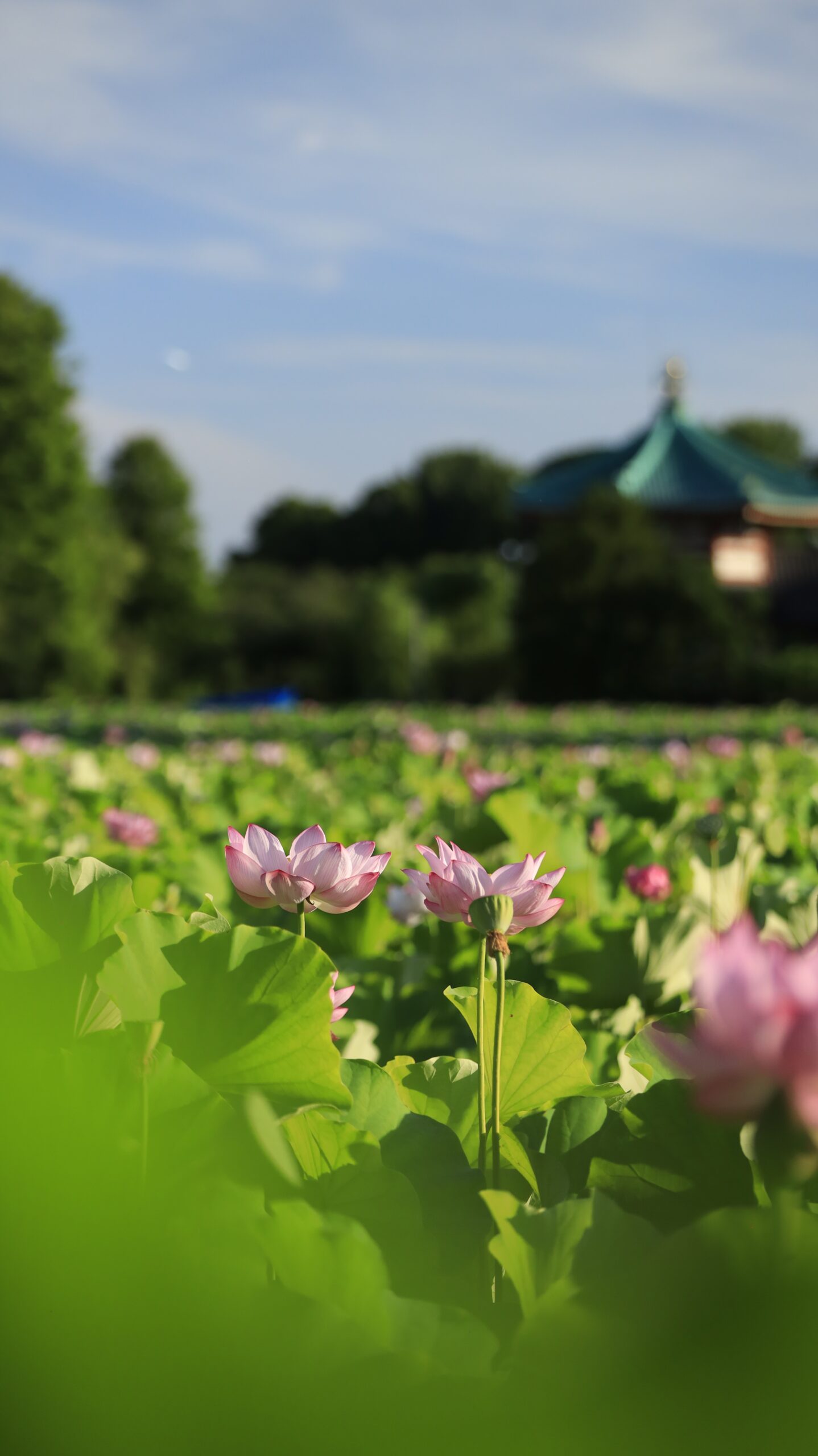 不忍池で、朝の光に包まれた蓮の花と弁天堂を同時に撮影した明るい風景