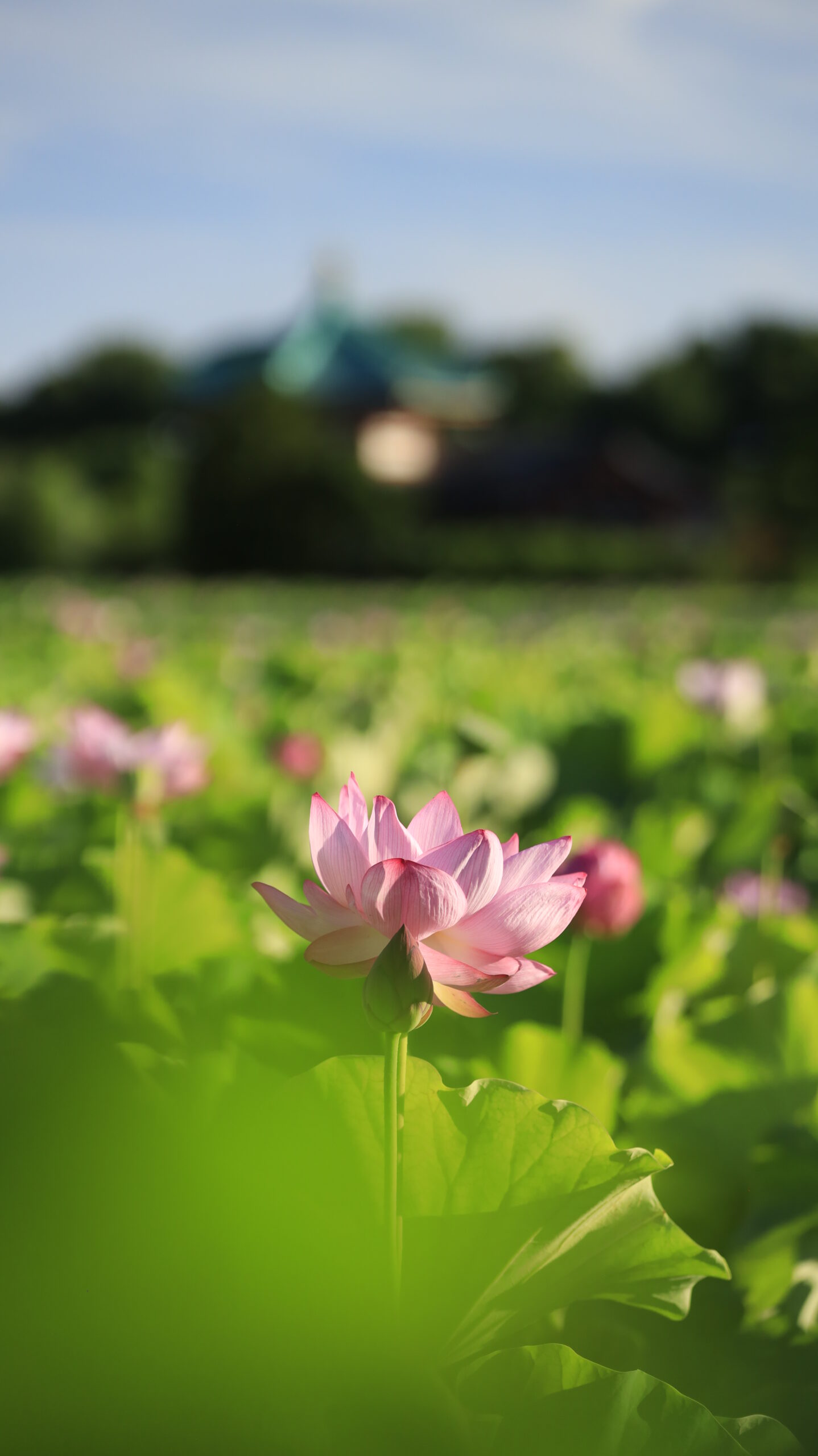 不忍池で、手前の蓮の花にピントを合わせて奥の弁天堂をぼかした構図