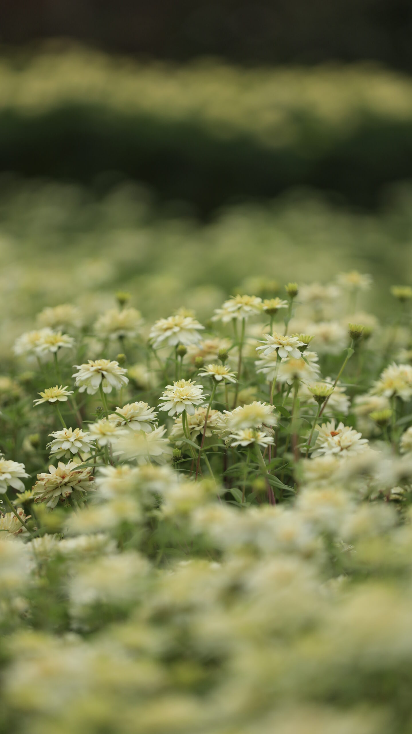 ぐんまフラワーパークで淡いクリーム色の百日草を撮影した優しい印象の花の写真。