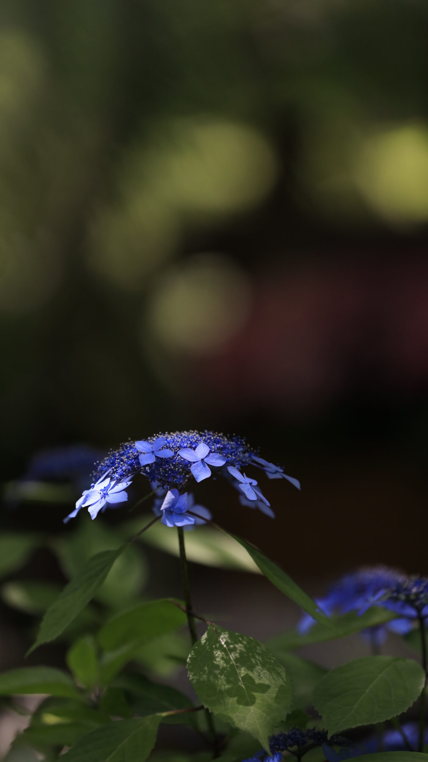 一条恵観山荘にて、「紫陽花と暗めの背景演出」と感じた写真です。
