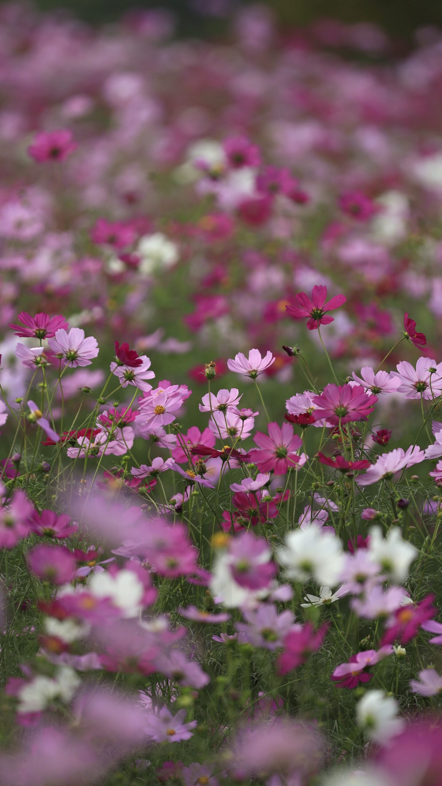 鼻高展望花の丘で風に吹かれるカラフルなコスモスたちを撮影した爽やかな秋の風景。