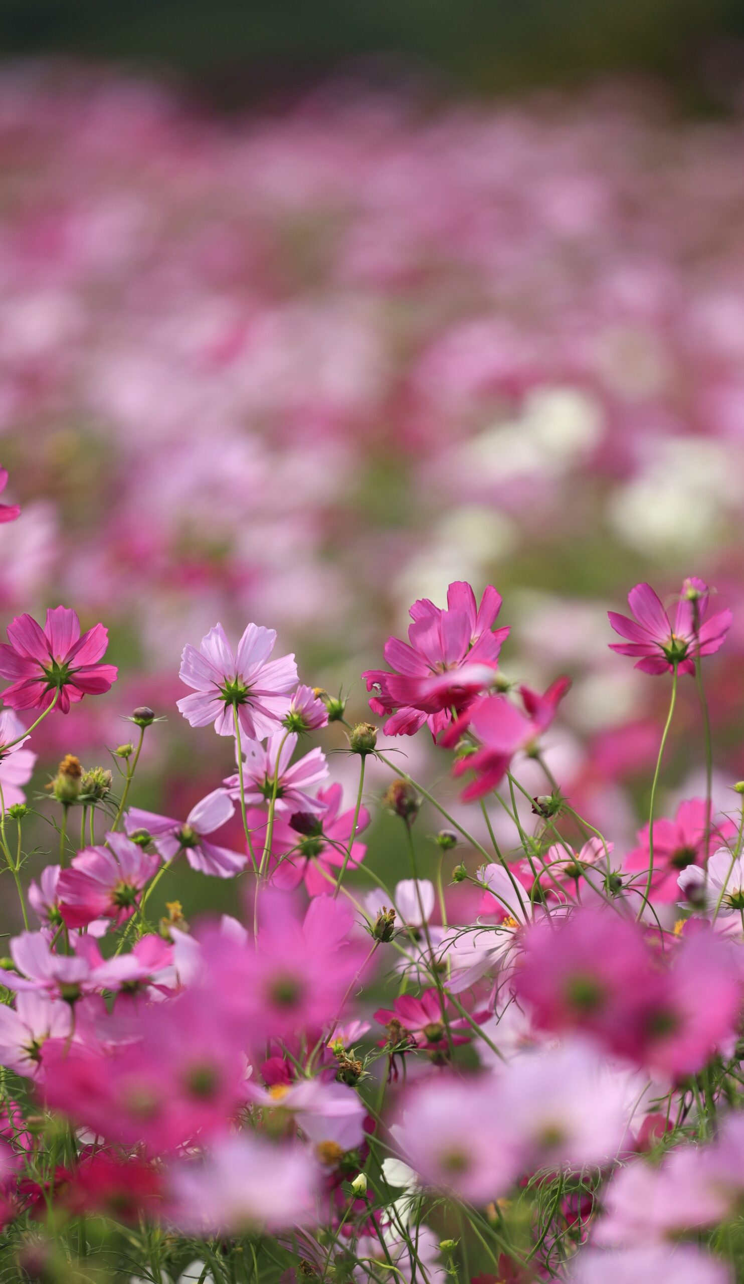 鼻高展望花の丘でピンクのコスモスを少しアップで撮影した可憐な印象の写真。