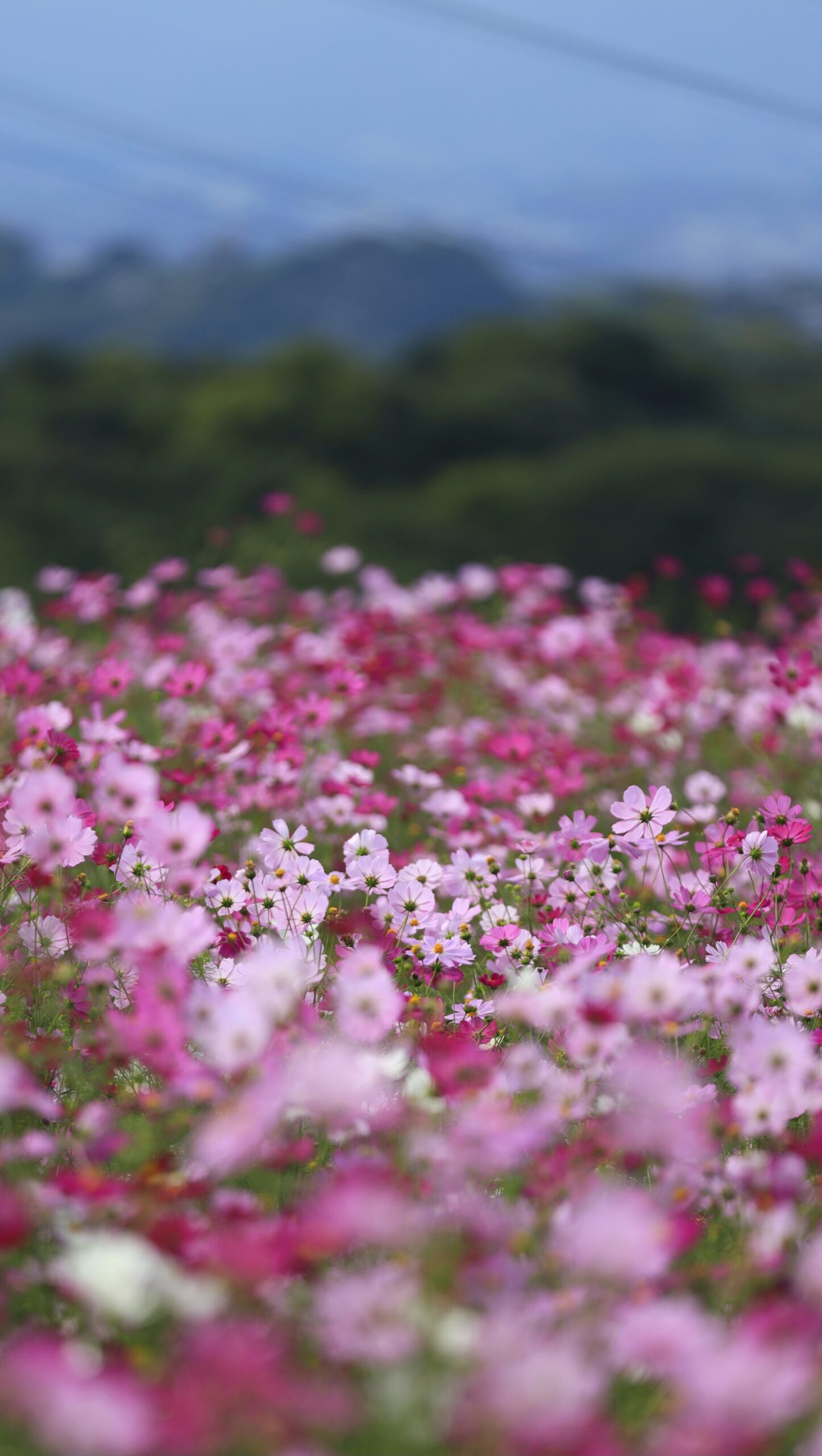鼻高展望花の丘でコスモスと遠くの山々を一緒に撮影した自然豊かな風景。