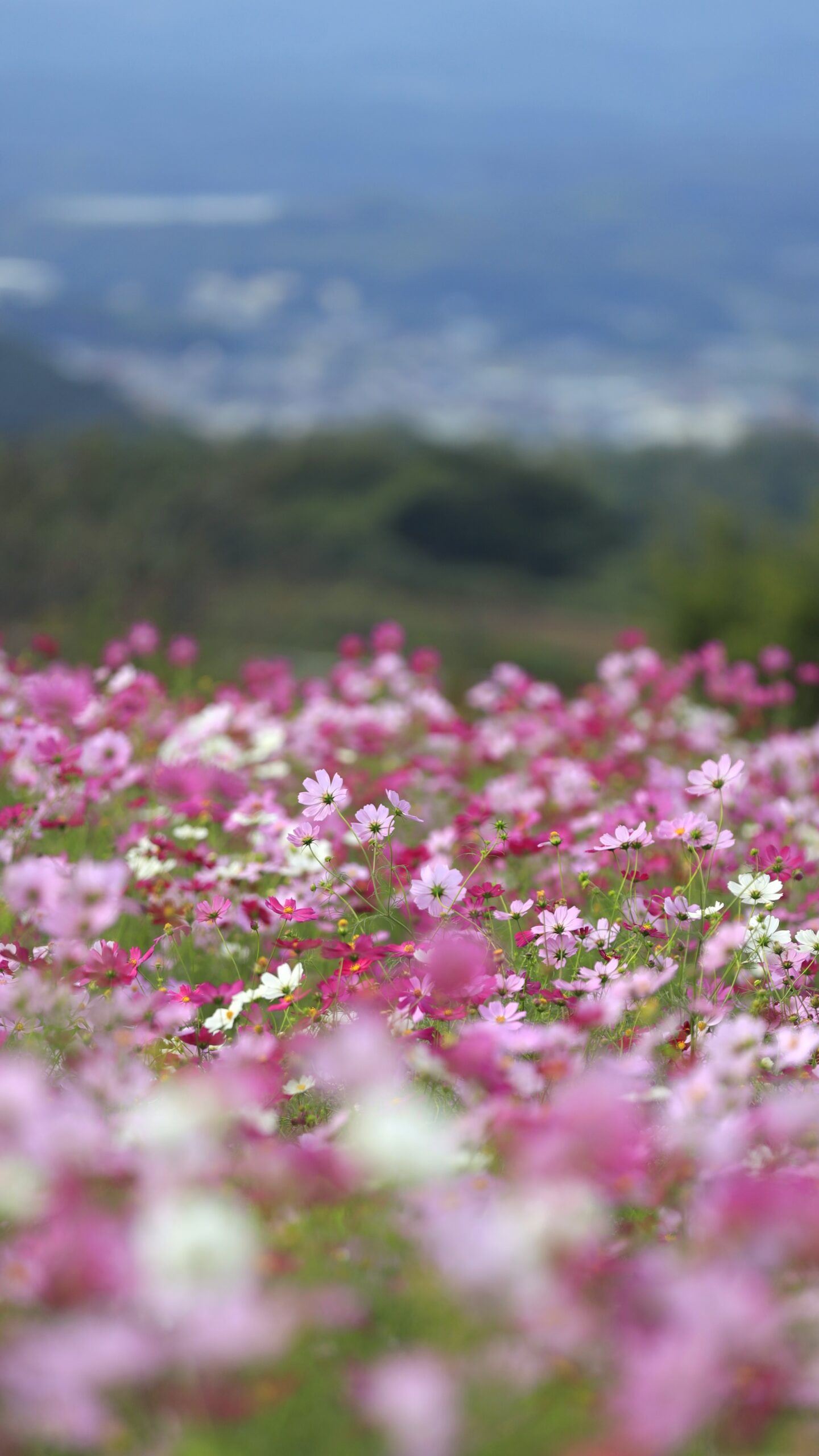 鼻高展望花の丘でカラフルなコスモスとうっすら見える下の市街地を撮影した高台からの眺め。
