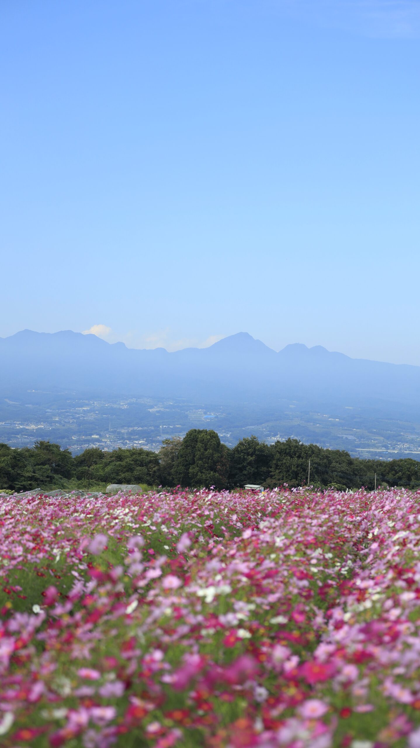 鼻高展望花の丘でカラフルなコスモスと遠くの山の風景を組み合わせて撮影した広がりのある写真。