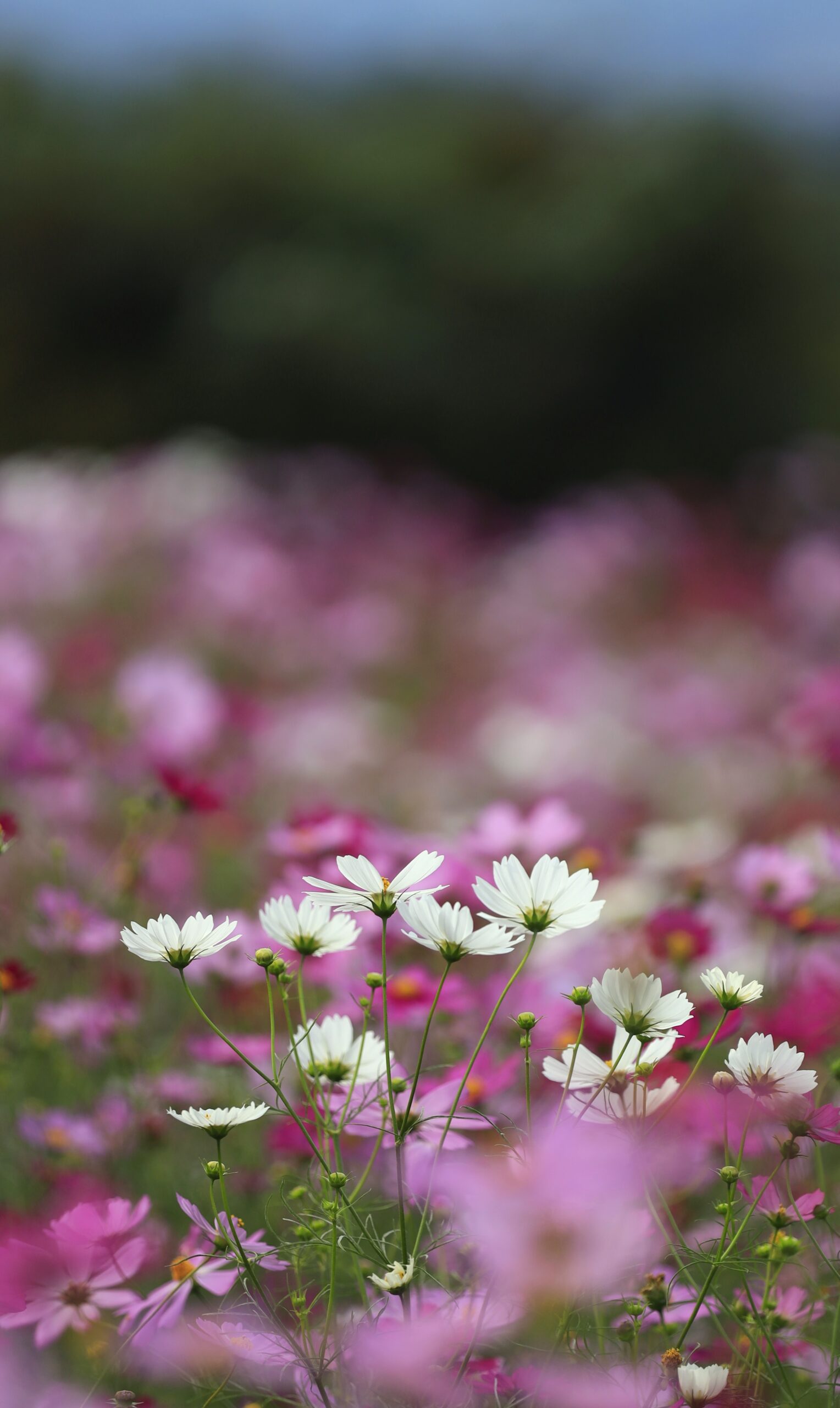 鼻高展望花の丘でピンクのコスモスの中に咲く白いコスモスが浮かび上がる様子を撮影した幻想的な風景。