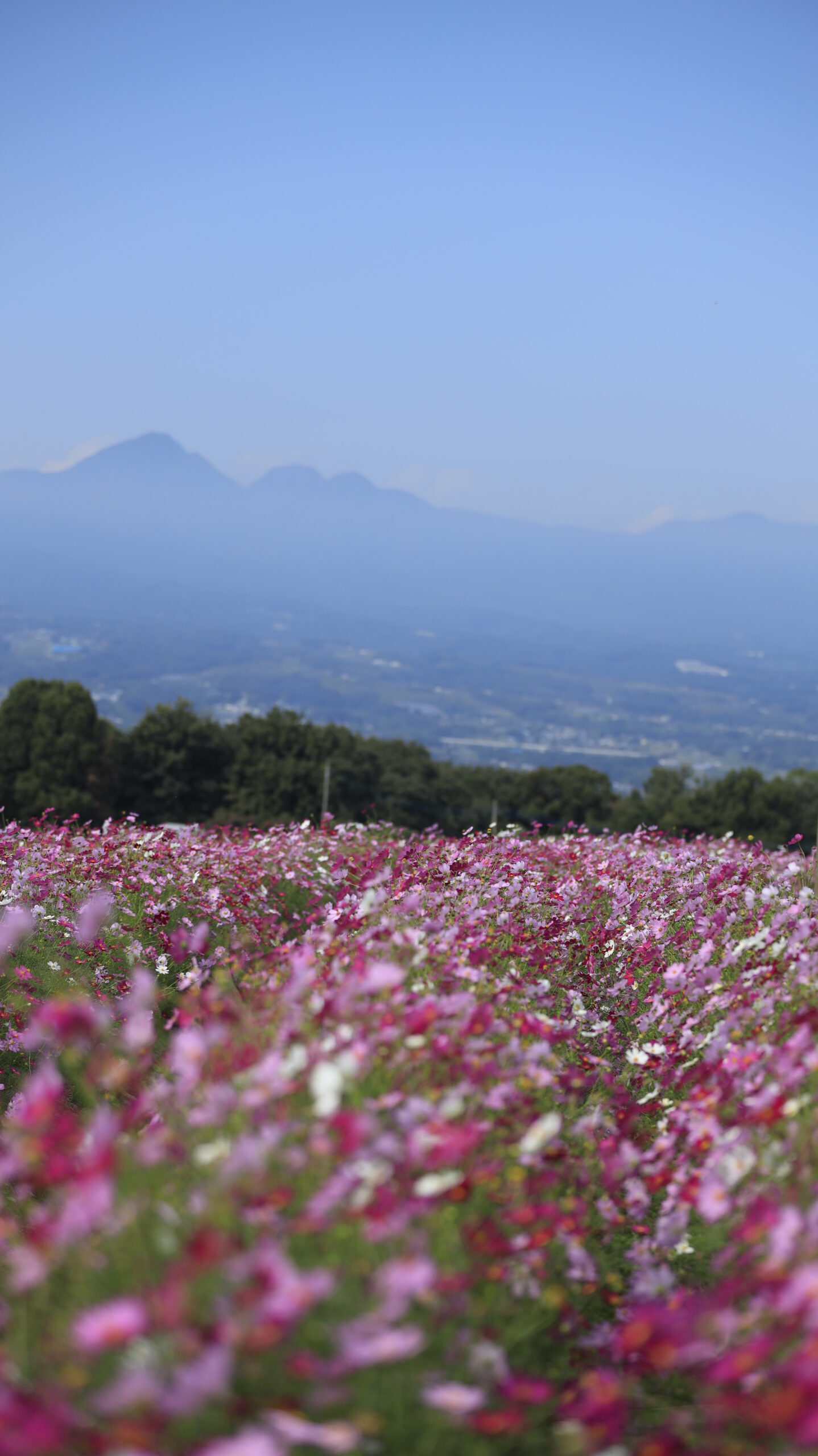 鼻高展望花の丘で群馬の山々を背景にコスモス畑がそよ風に吹かれる様子を撮影した穏やかな風景。