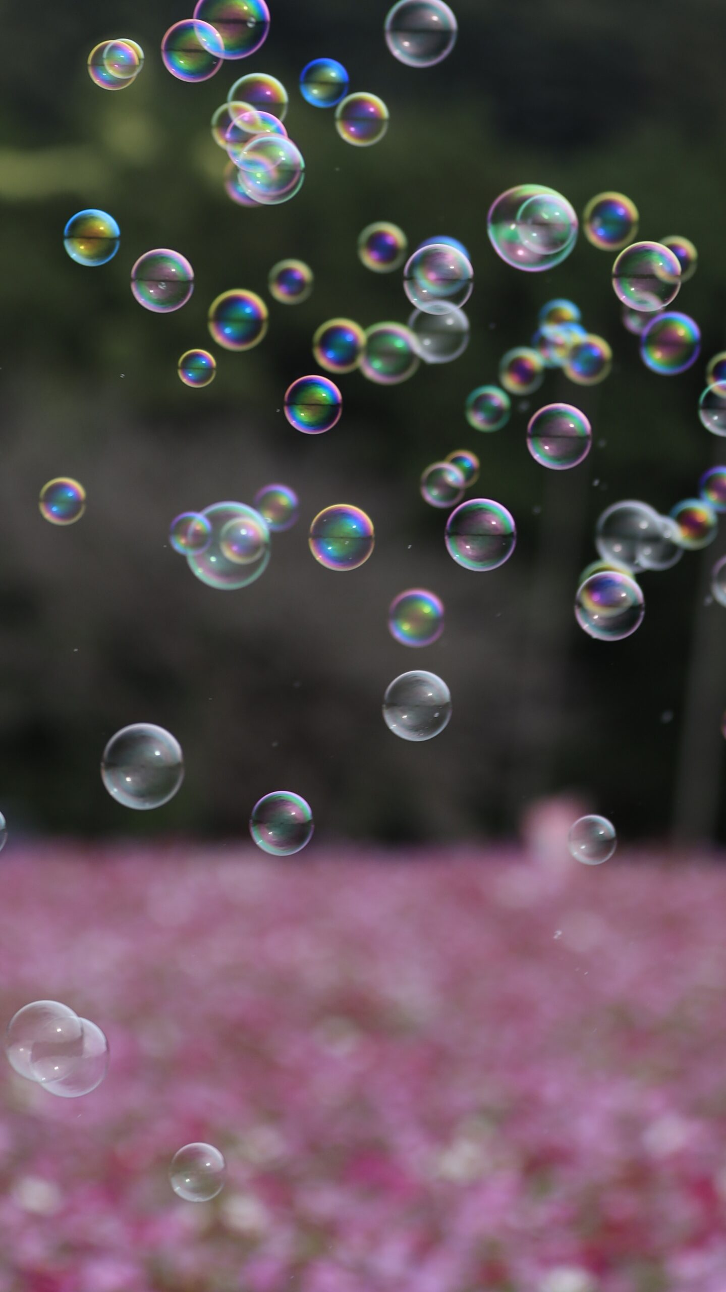 鼻高展望花の丘でコスモス畑に舞うシャボン玉を撮影した幻想的な瞬間の写真。