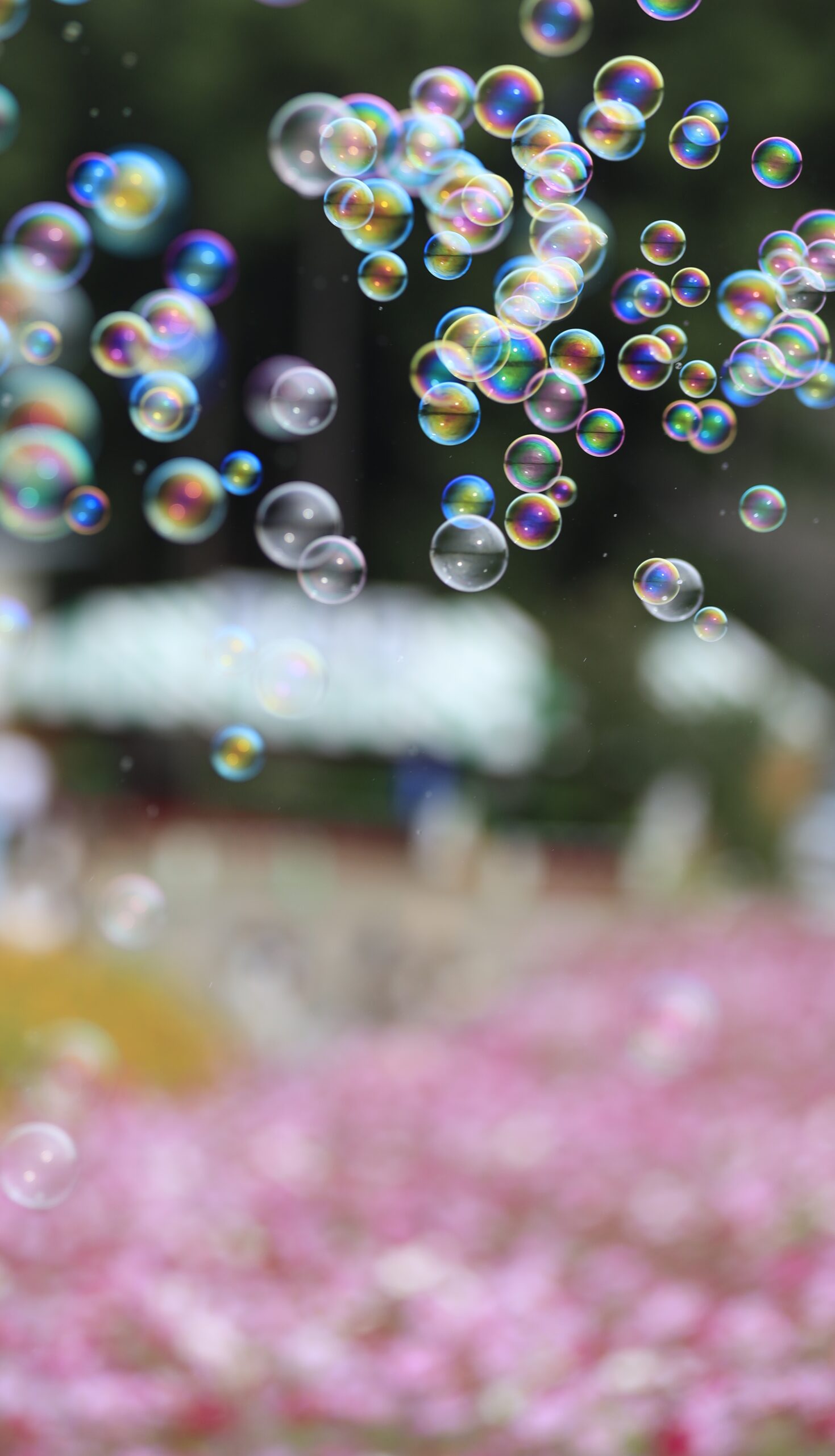 鼻高展望花の丘でコスモス畑の上を漂うシャボン玉の様子を撮影した夢のような風景。