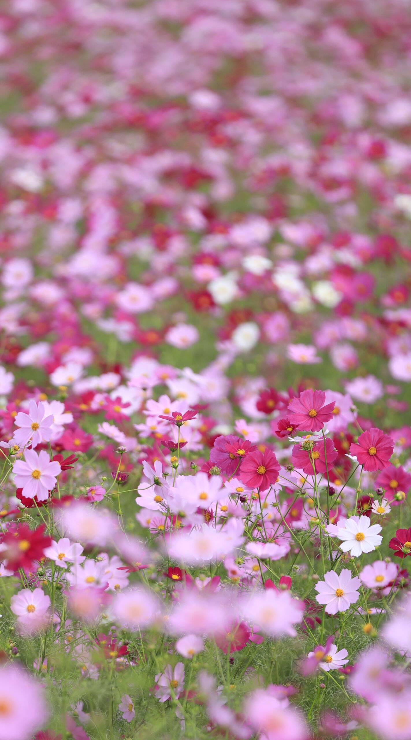 鼻高展望花の丘で無数に広がるコスモス畑の中から形の美しい花が反る場所を見つけて撮影した写真。