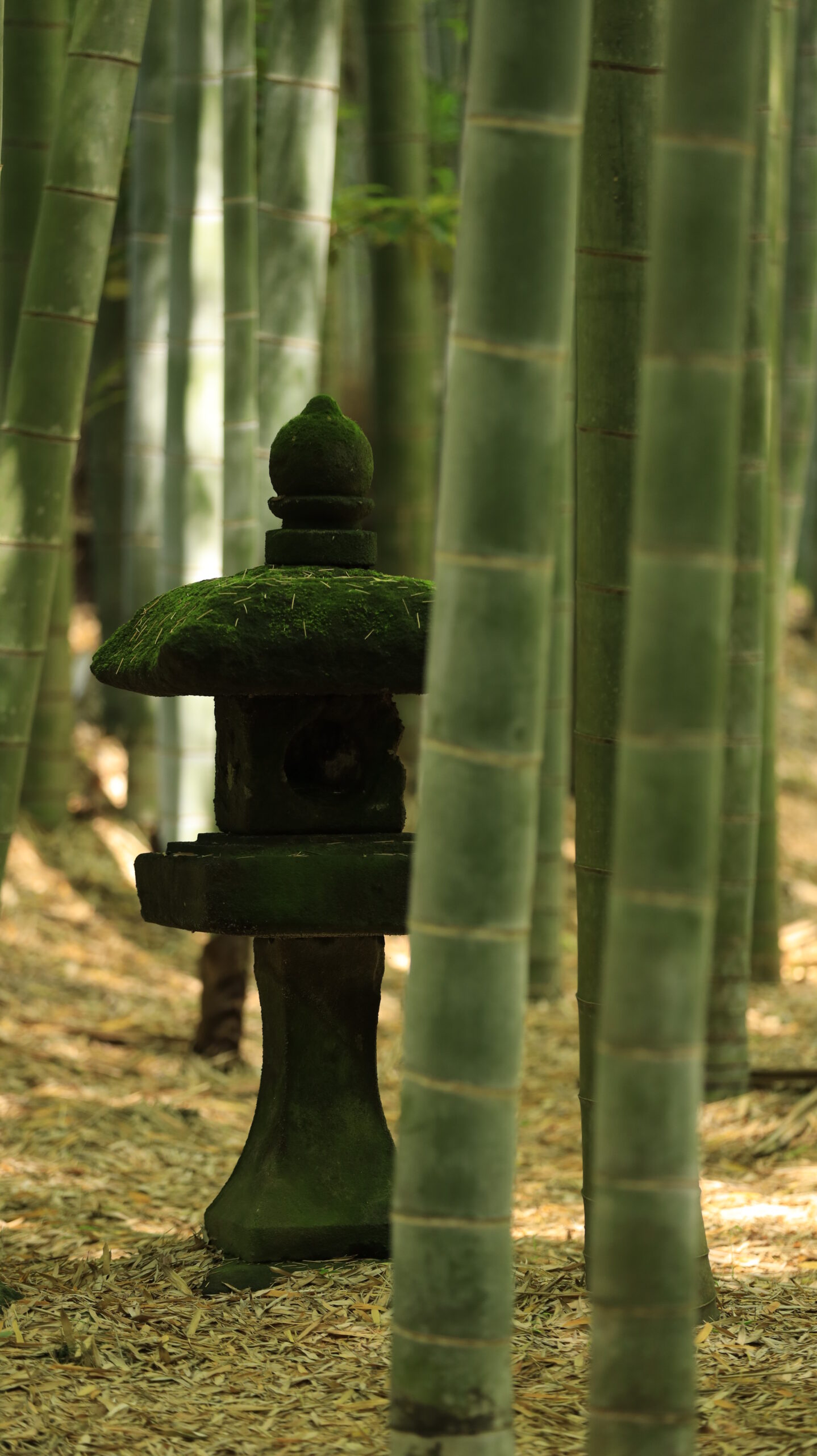 報国寺(鎌倉)にて、「竹林と灯籠が描く静かな調和」と感じた写真です。