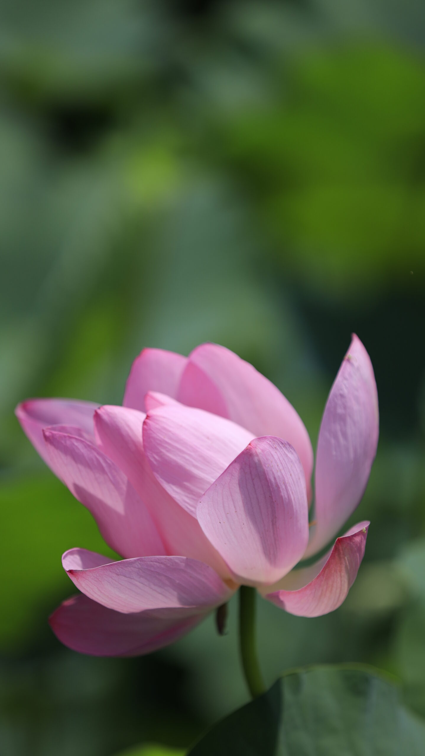 難波田城公園で古代蓮の花に接近して花びらの繊細な質感と色のグラデーションを写した一枚