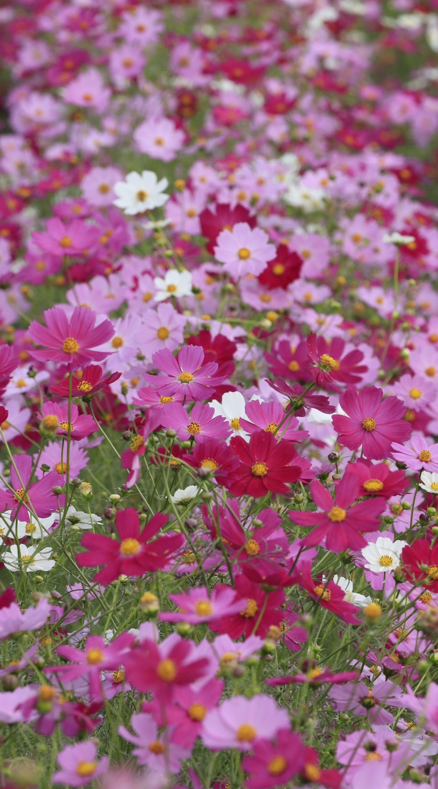鼻高展望花の丘で濃い色のコスモスが集まる場所にピントを合わせ上から撮影した立体感のある風景。