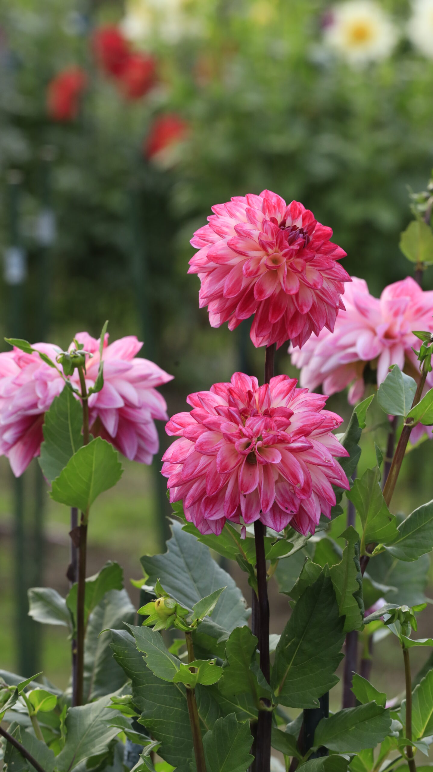 アイリスの丘で綺麗なピンク色のダリアの花を正面から撮影した華やかな印象の写真。