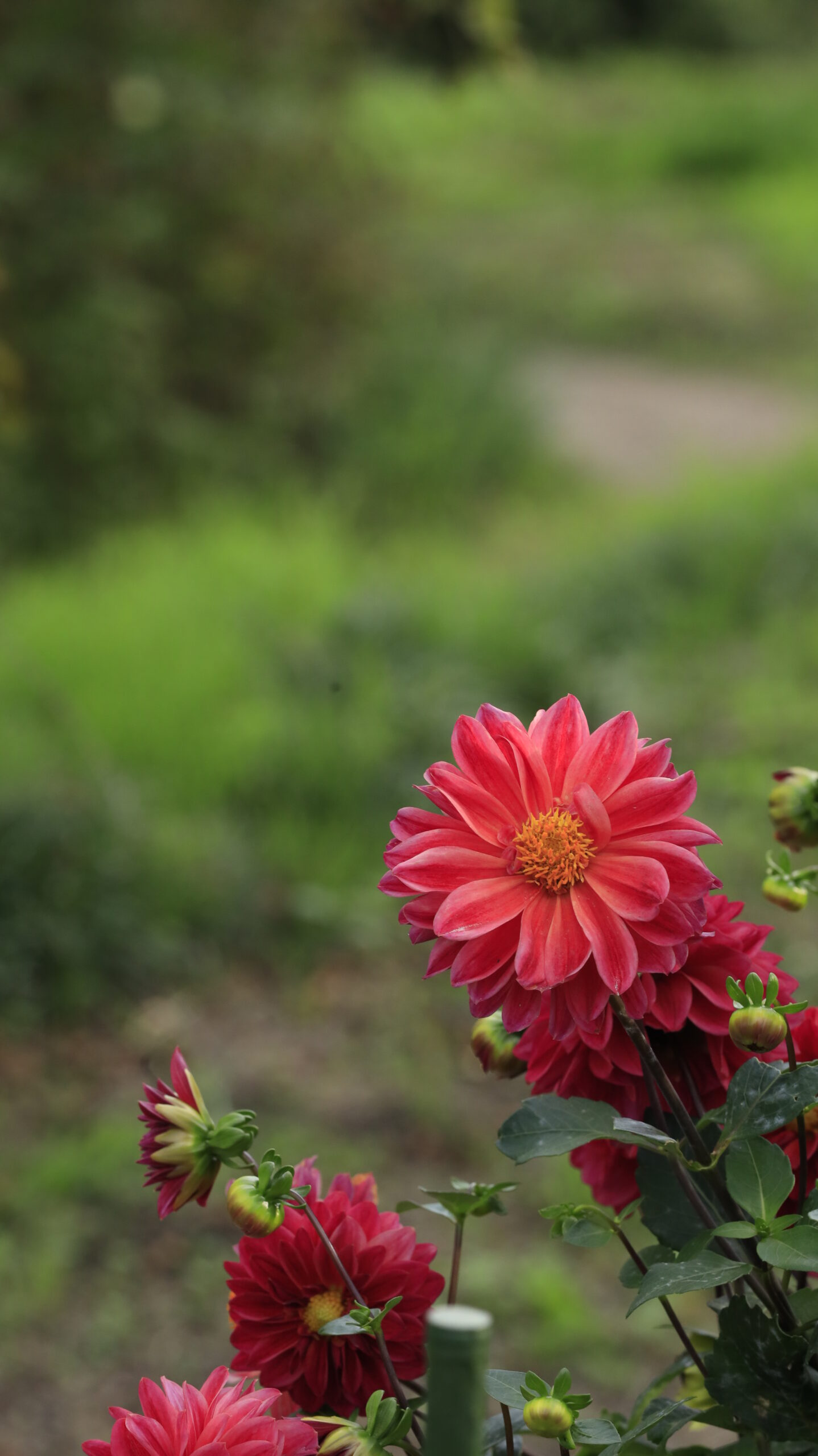 アイリスの丘で赤みを帯びたダリアの花に日が差す様子を撮影した光が美しい風景。