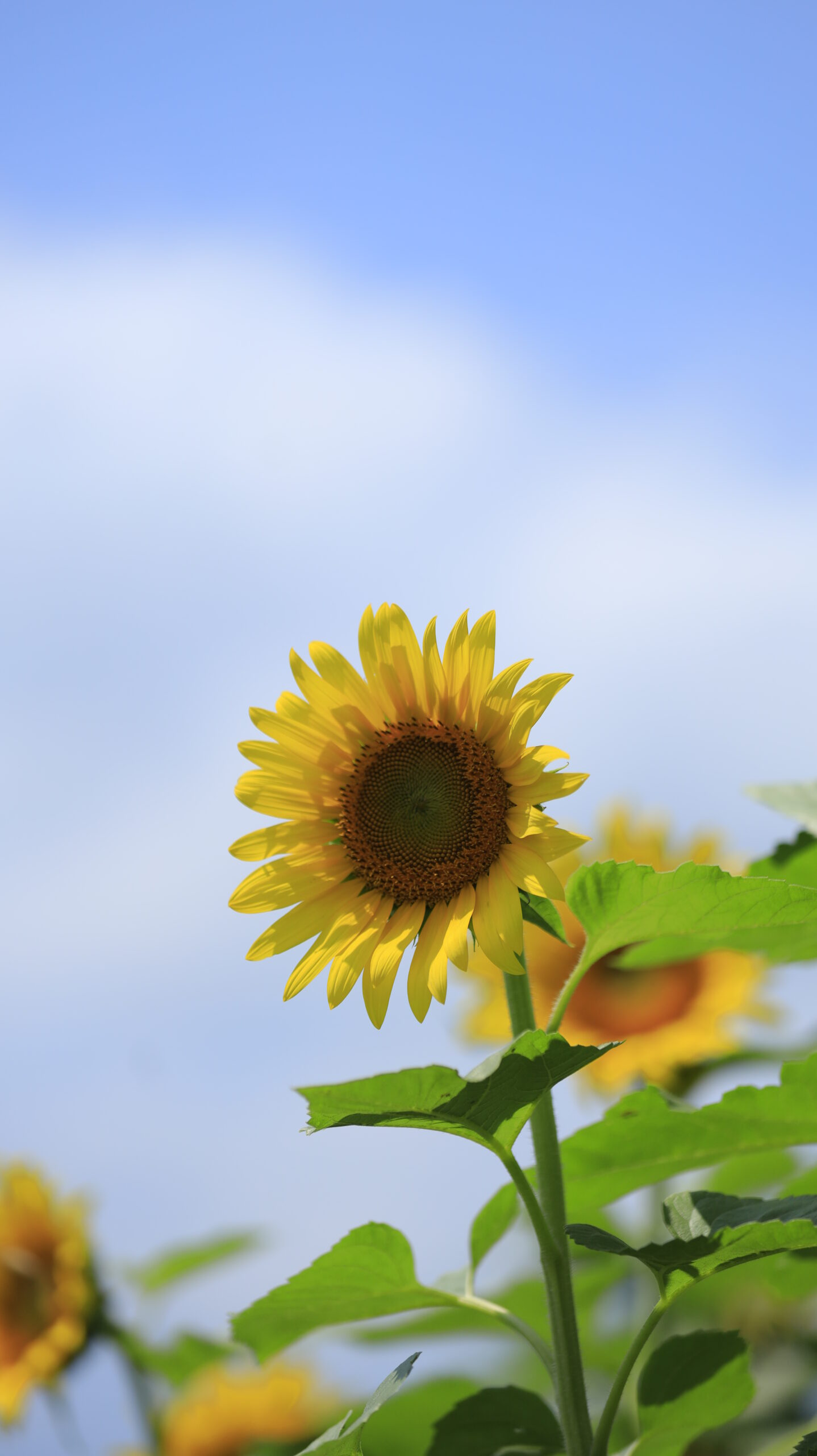 青空と満開のひまわりが広がる夏の風景