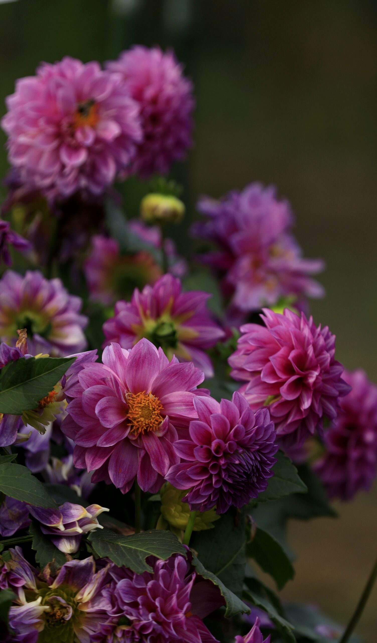 アイリスの丘でたくさんのダリアの花々が咲き誇る様子を撮影した賑やかな風景。