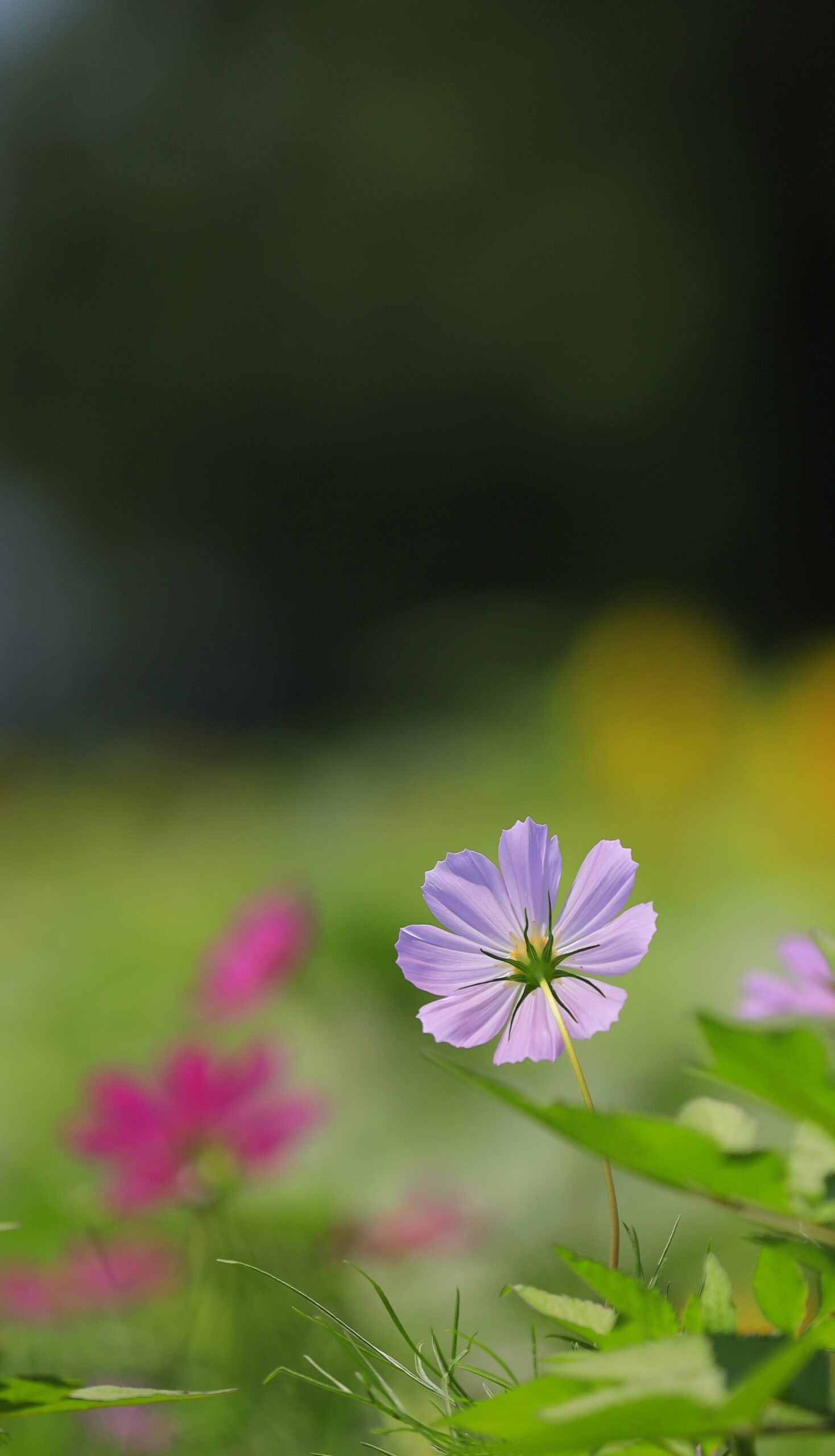 花の裏側からひまわりの花びらを透かして撮影した写真