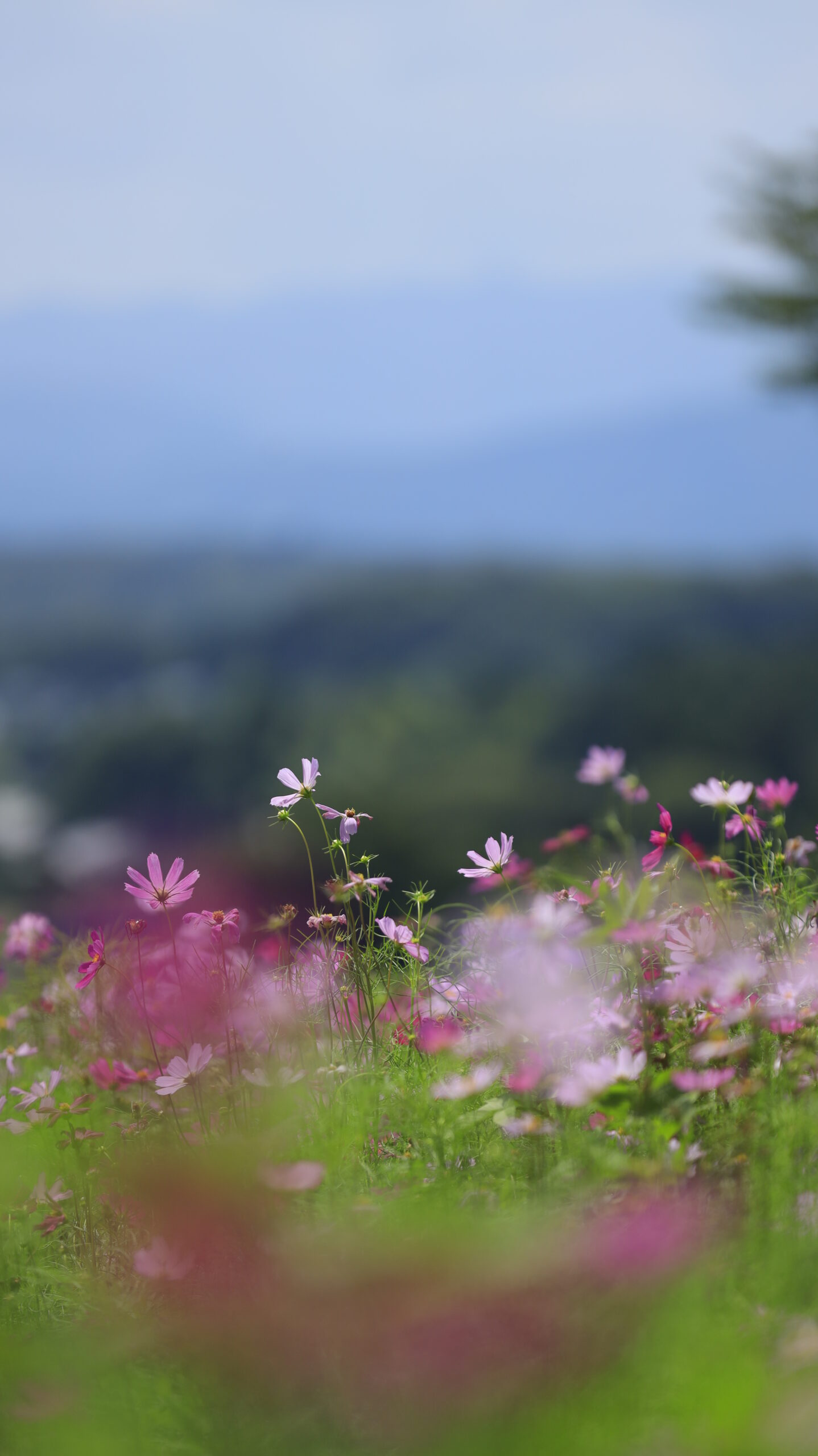 中央のコスモスと背景の山並みを撮影した秋桜の写真