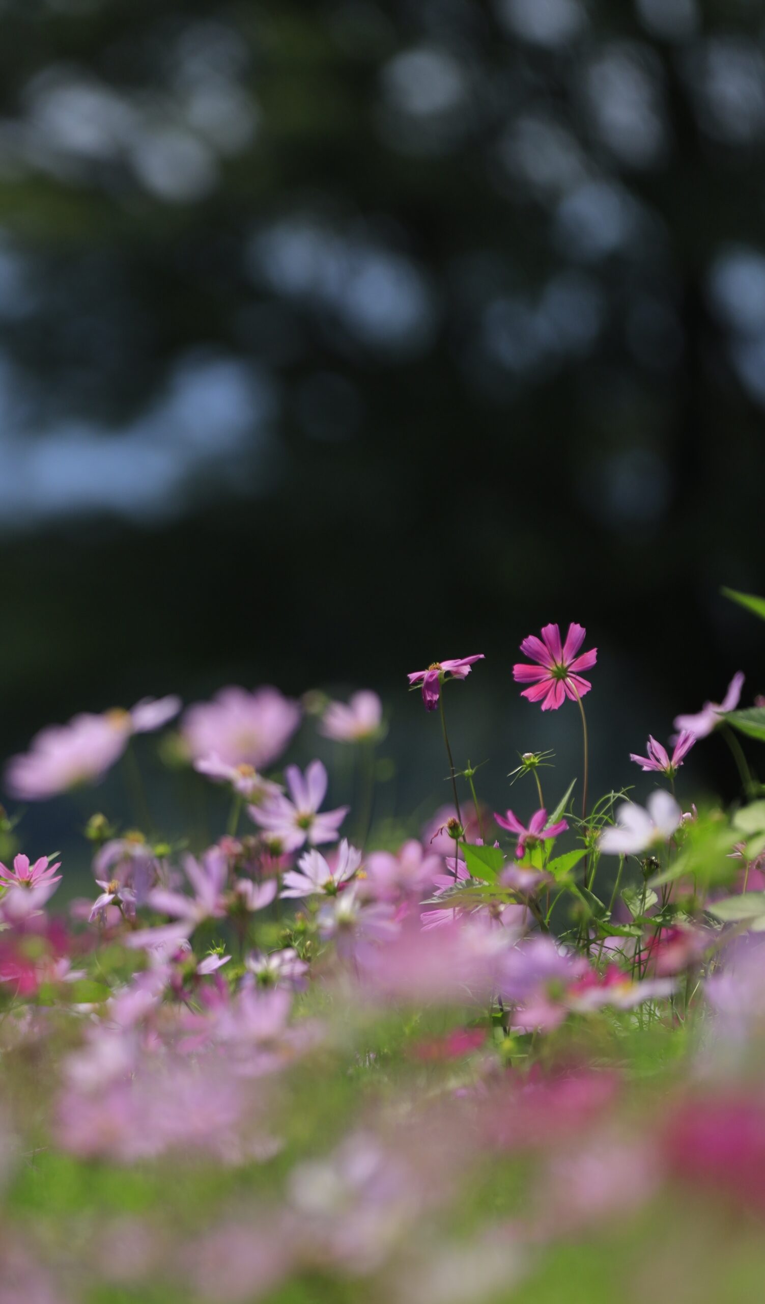 朝日できらめく無数のコスモスを撮影した幻想的な一枚