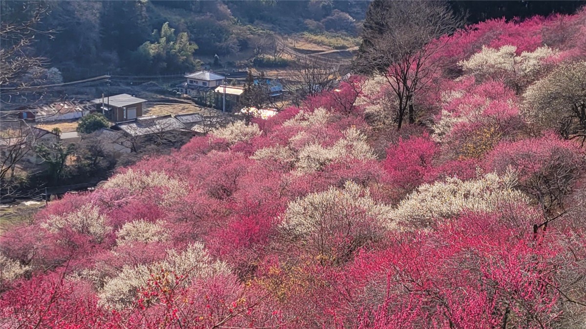あぶだ福寿草の里