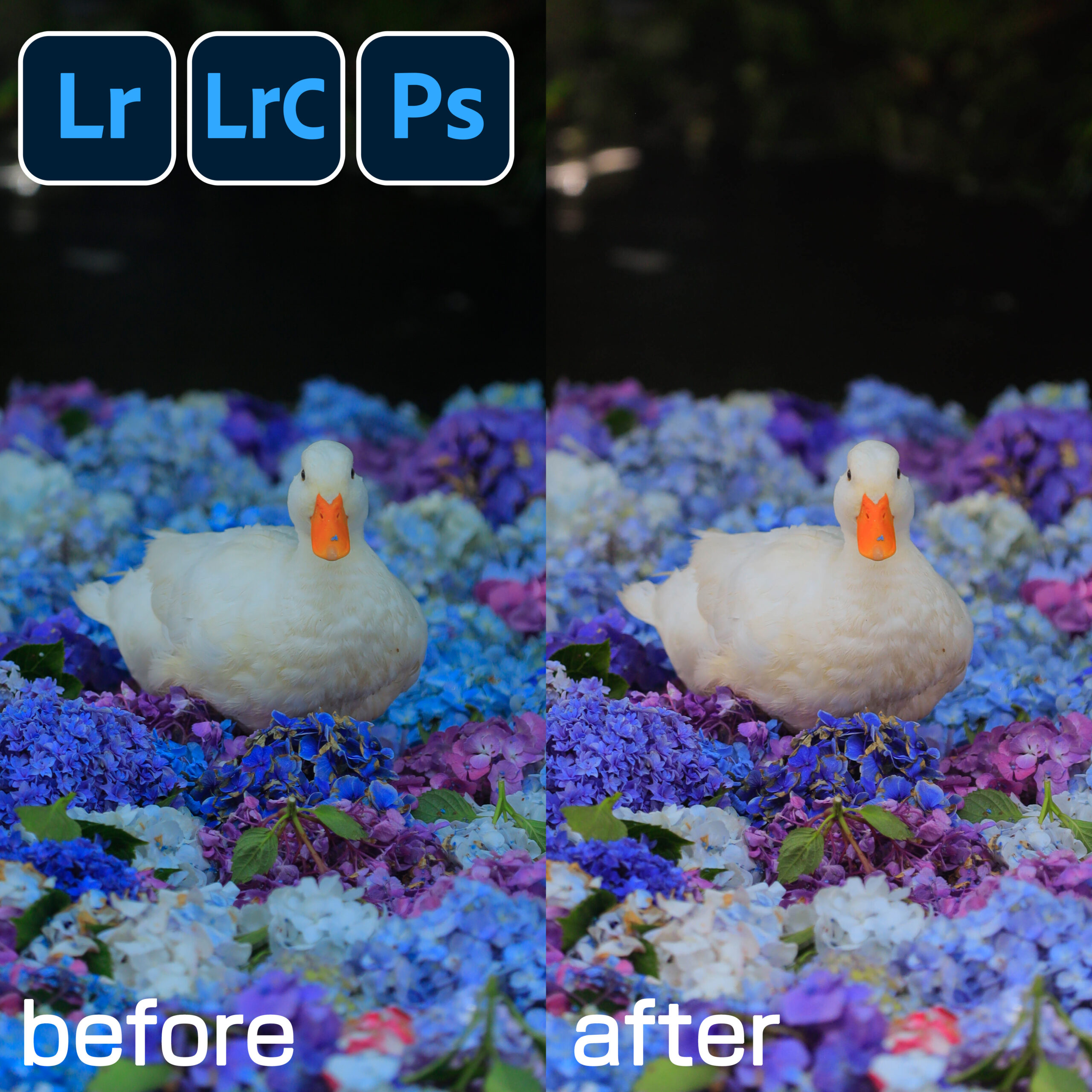 adobe フォトプラン説明