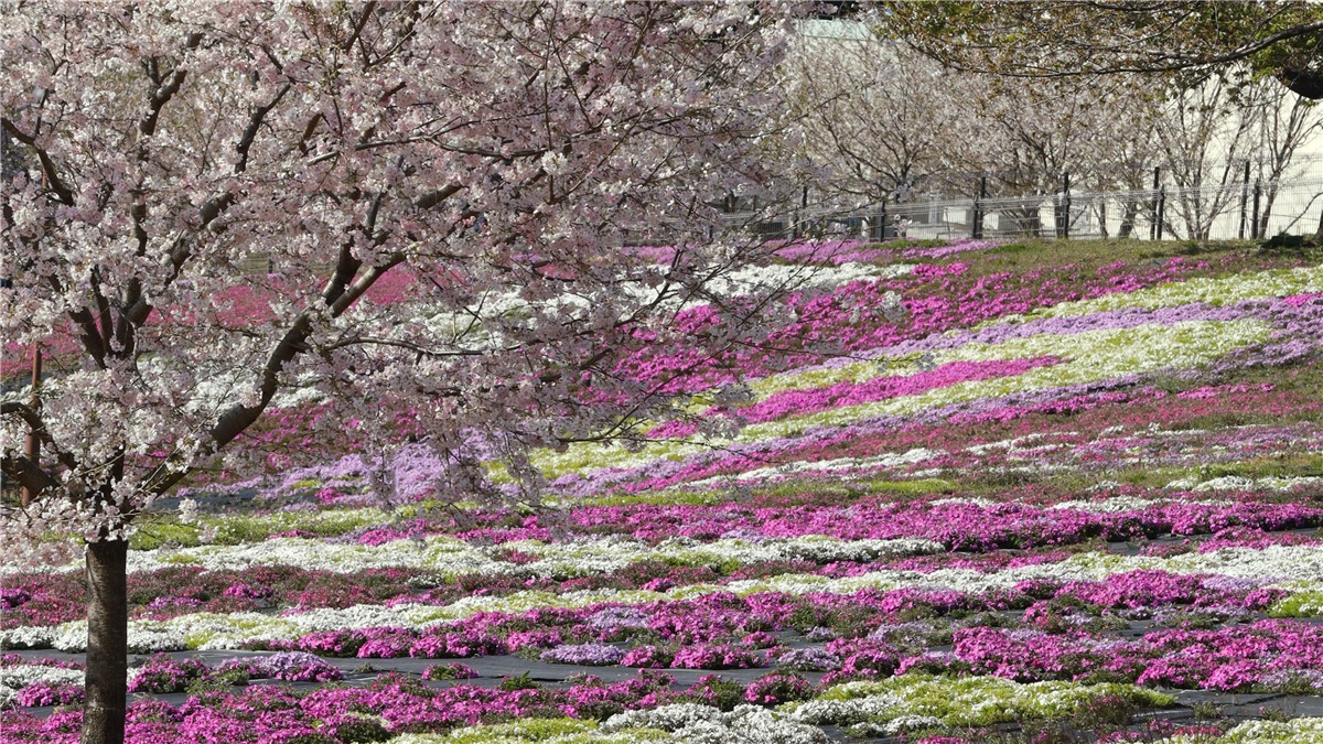 赤城千本桜祭り