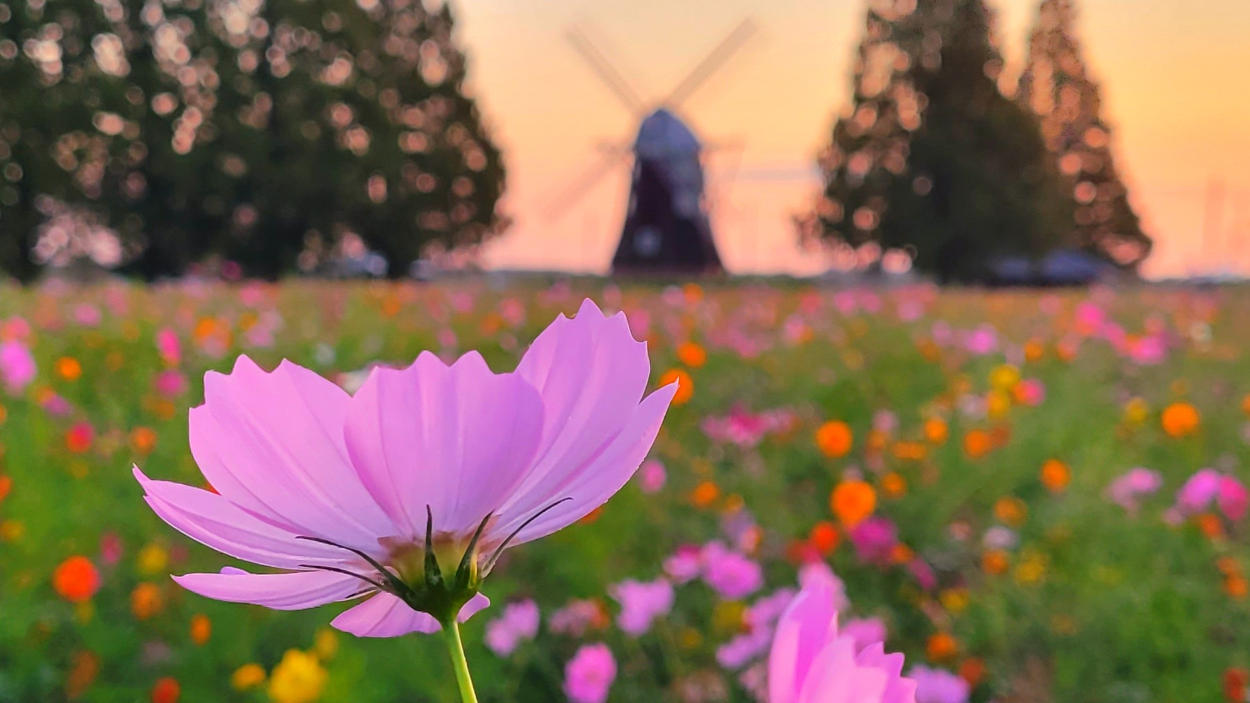 あけぼの山農業公園の絶景