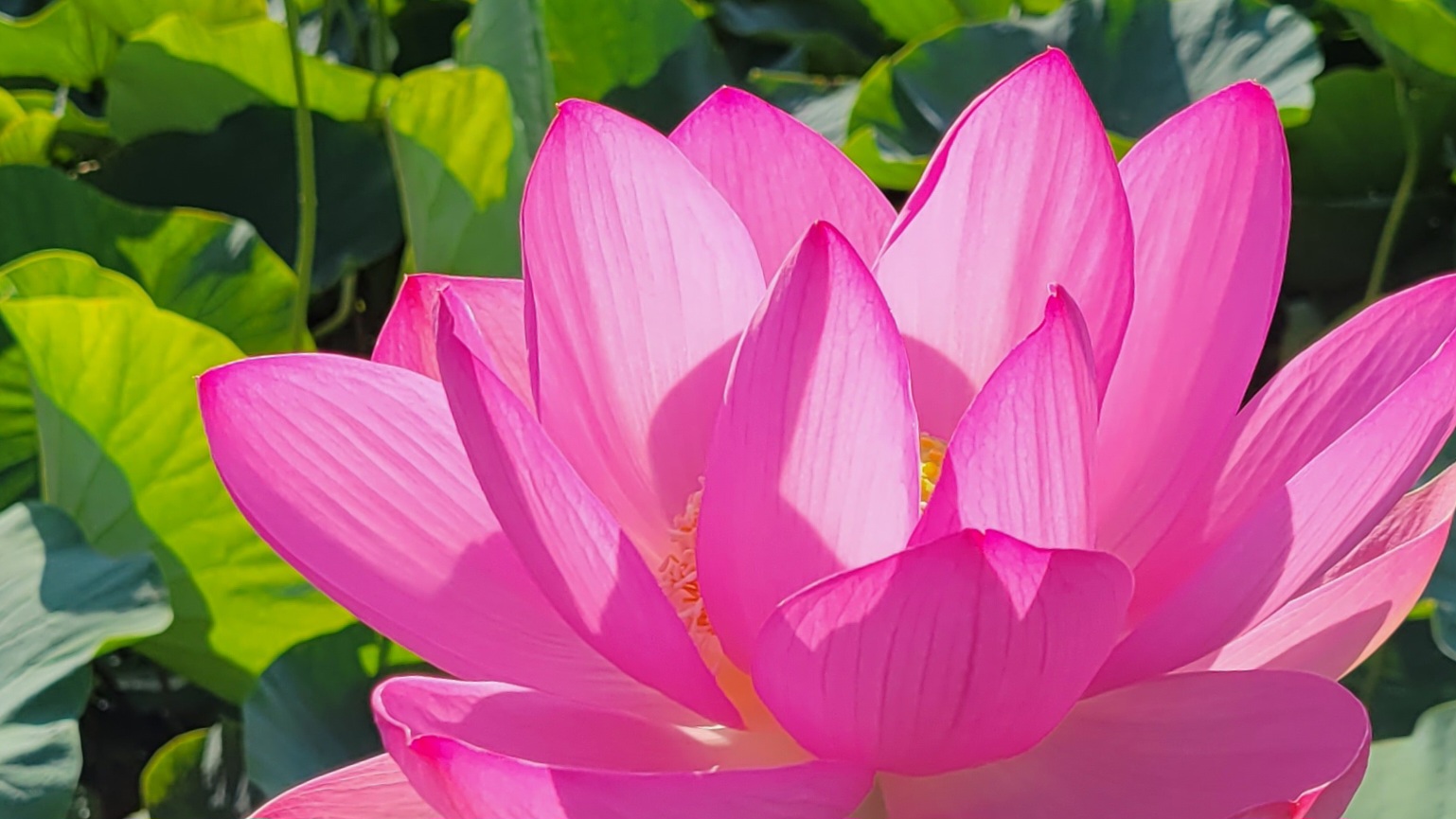 悠久の時を超えて咲く、神秘の花 ― 古代蓮