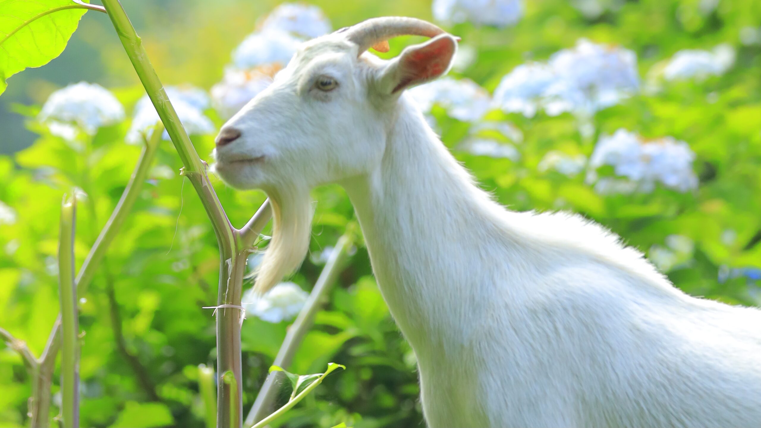 動物