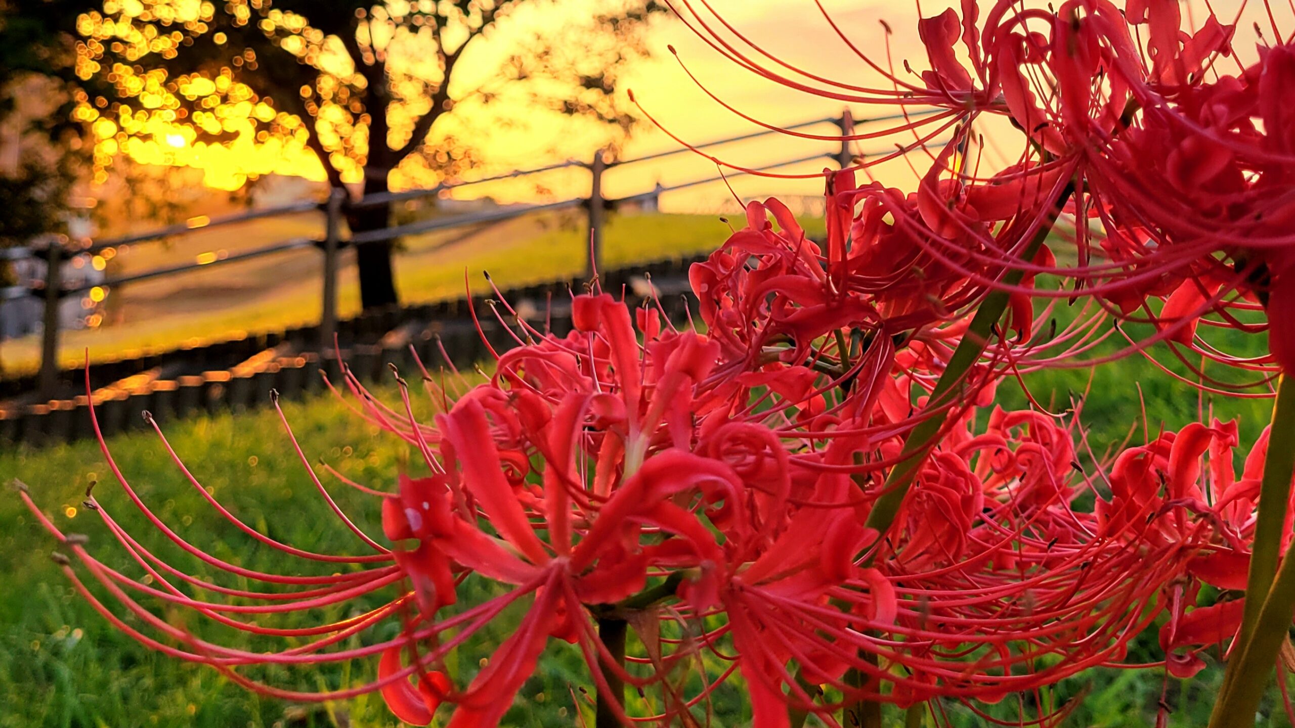 荒川土手