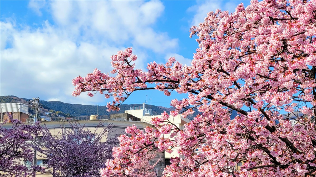 あたみ桜糸川桜まつり