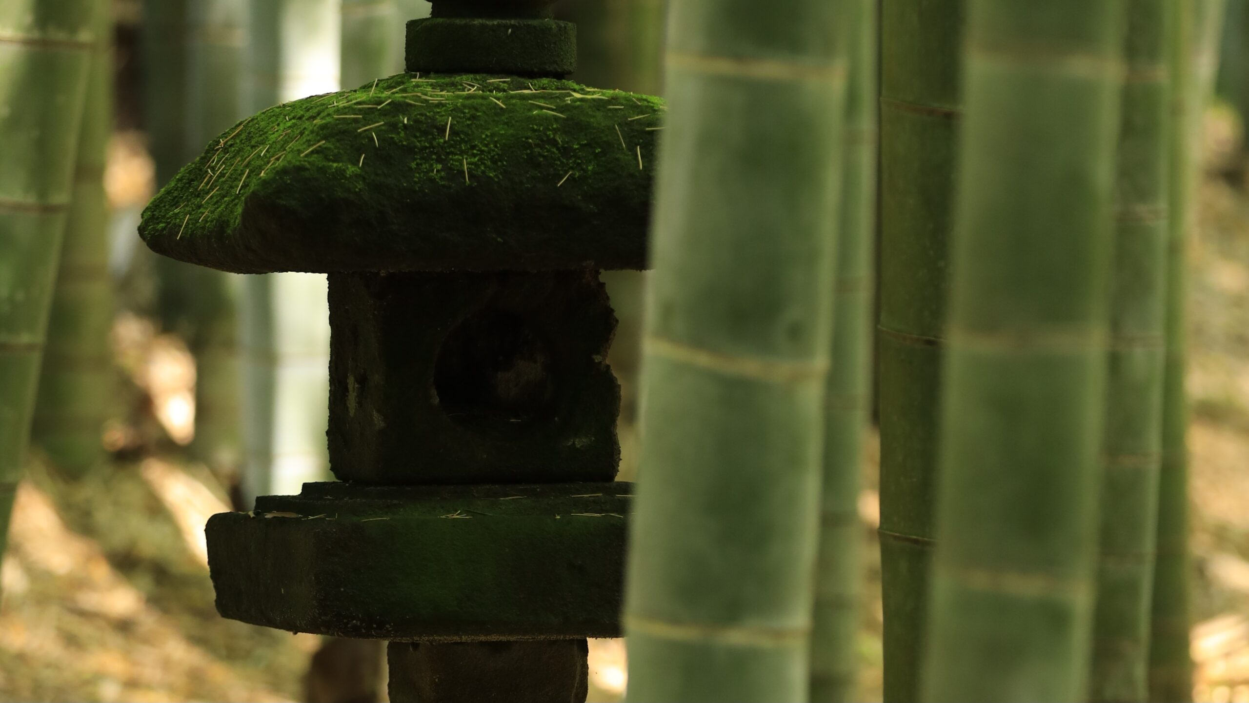 竹林