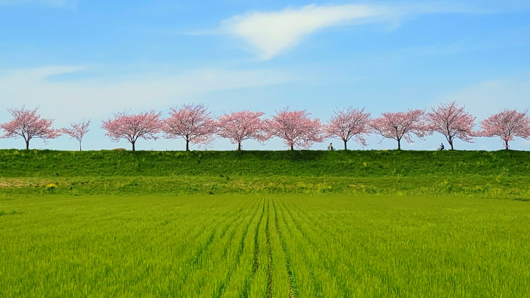 春を彩る桜：儚く美しい花の季節