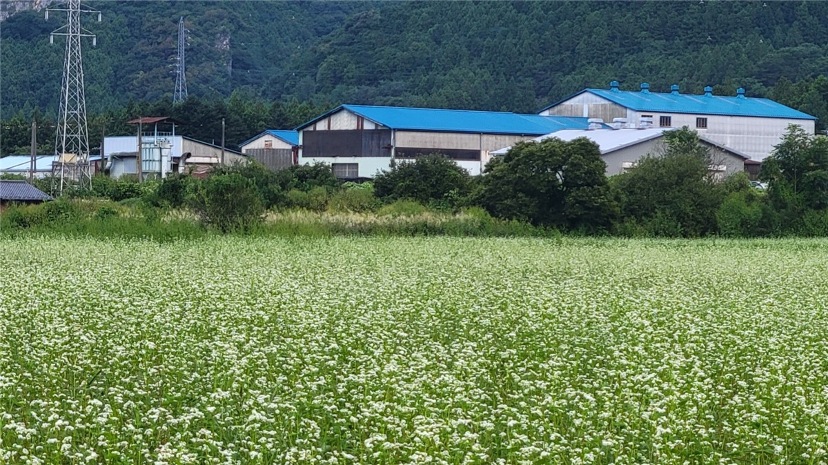 ちちぶ花見の里