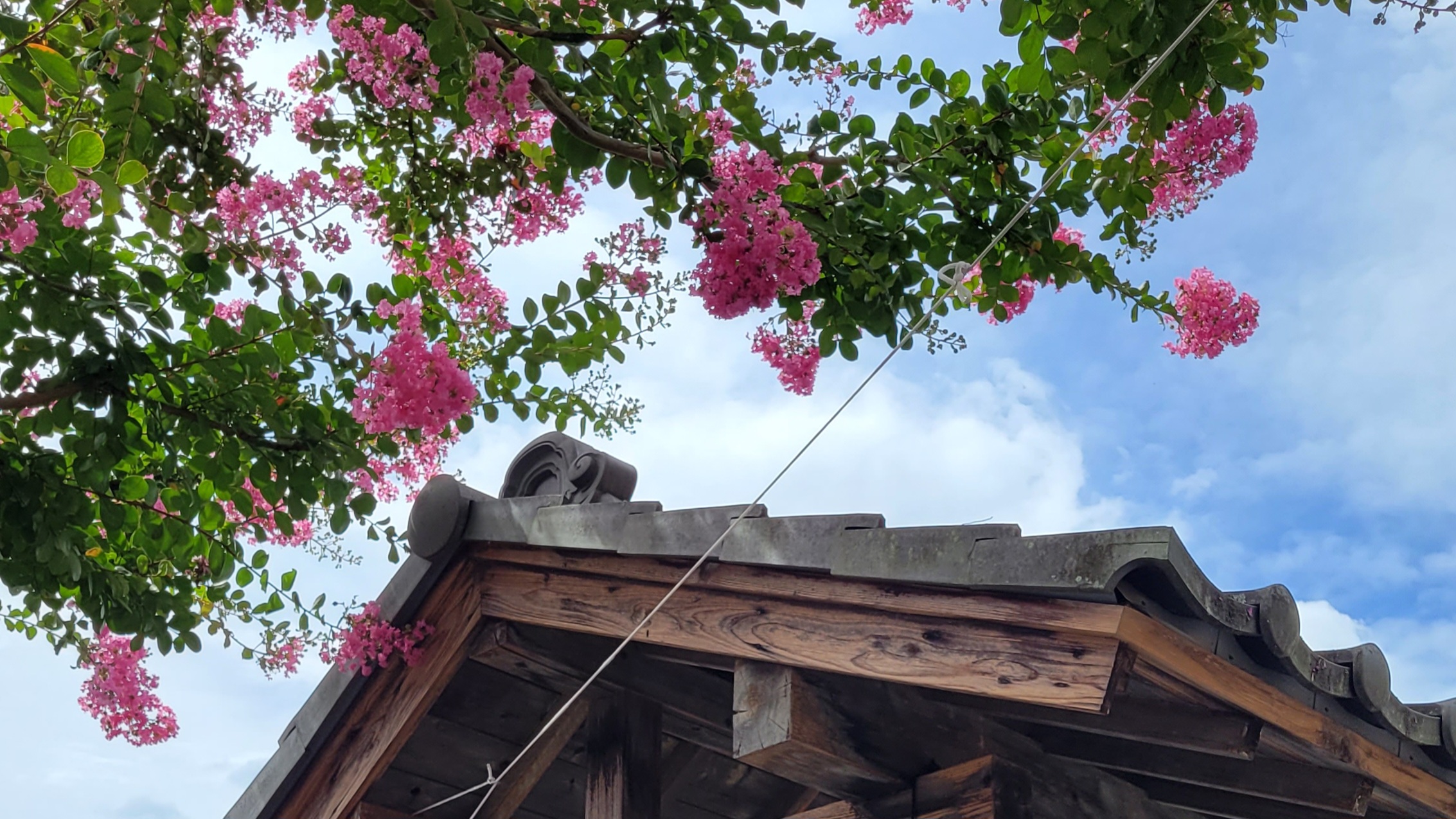 夏を彩る百日紅：長く咲き誇る鮮やかな花