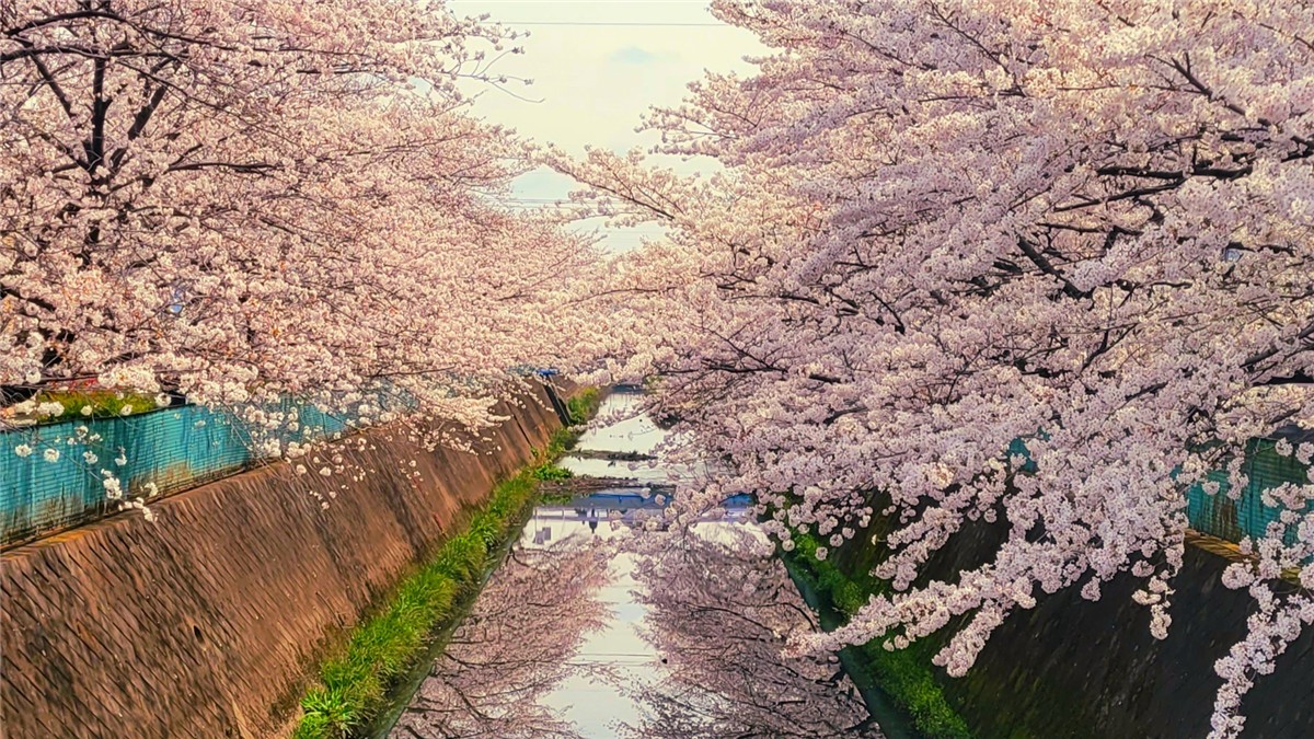 伝右川