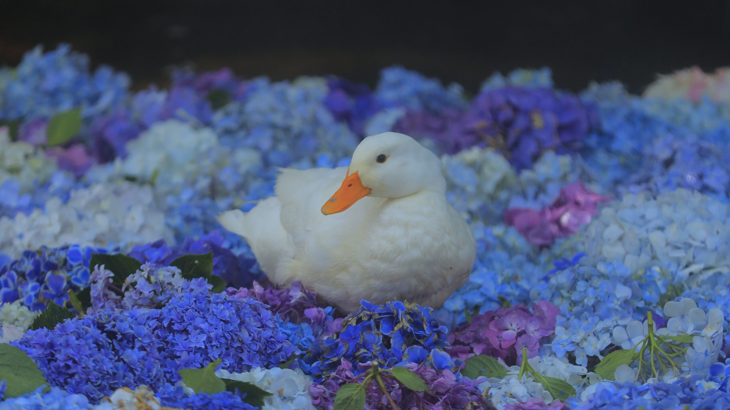 アヒル