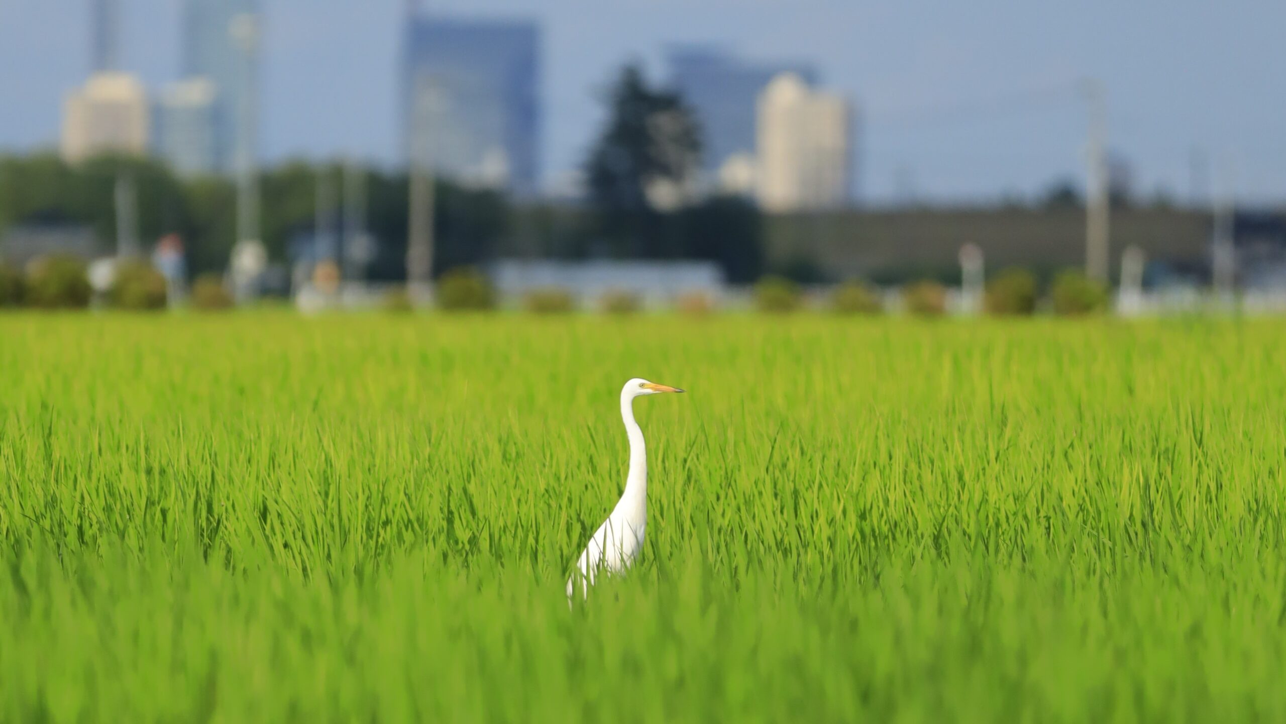 白鷺(しらさぎ)